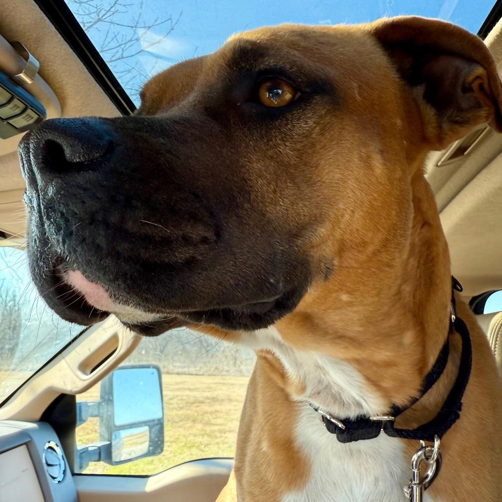 Enlarge Bucko, a Adoptable mixed breed in Ennis, TX image 4/6