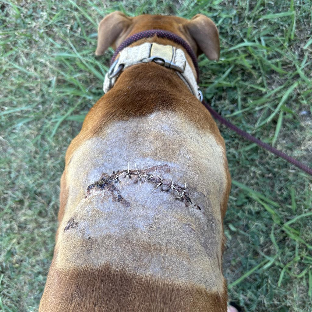 Enlarge Bucko, a Adoptable mixed breed in Ennis, TX image 5/6