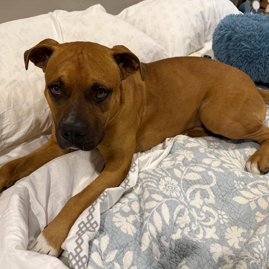 Enlarge Bucko, a Adoptable mixed breed in Ennis, TX image 6/6