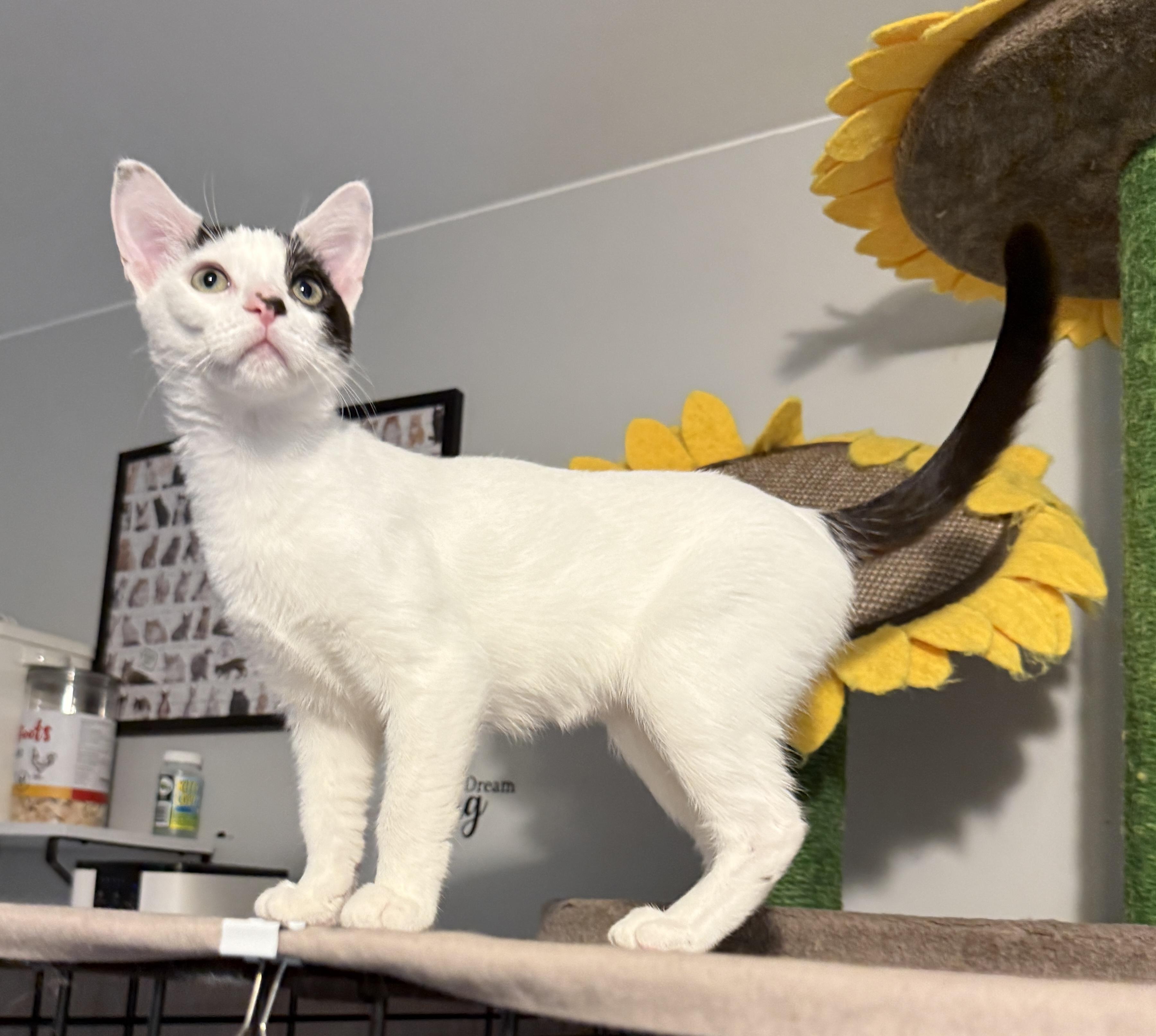Enlarge Brylar - your new bestie, a Adoptable Domestic Short Hair in South Lyon, MI image 2/6