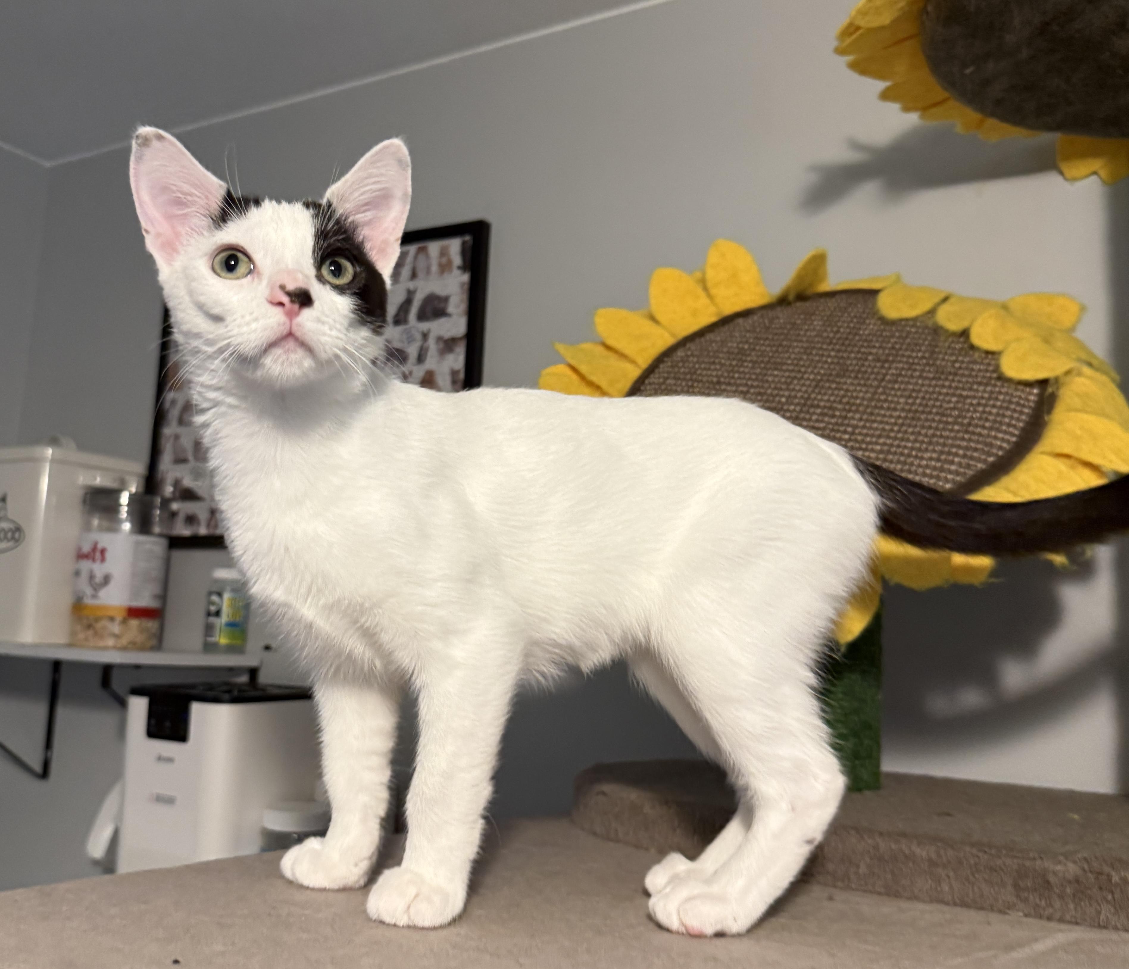 Enlarge Brylar - your new bestie, a Adoptable Domestic Short Hair in South Lyon, MI image 3/6