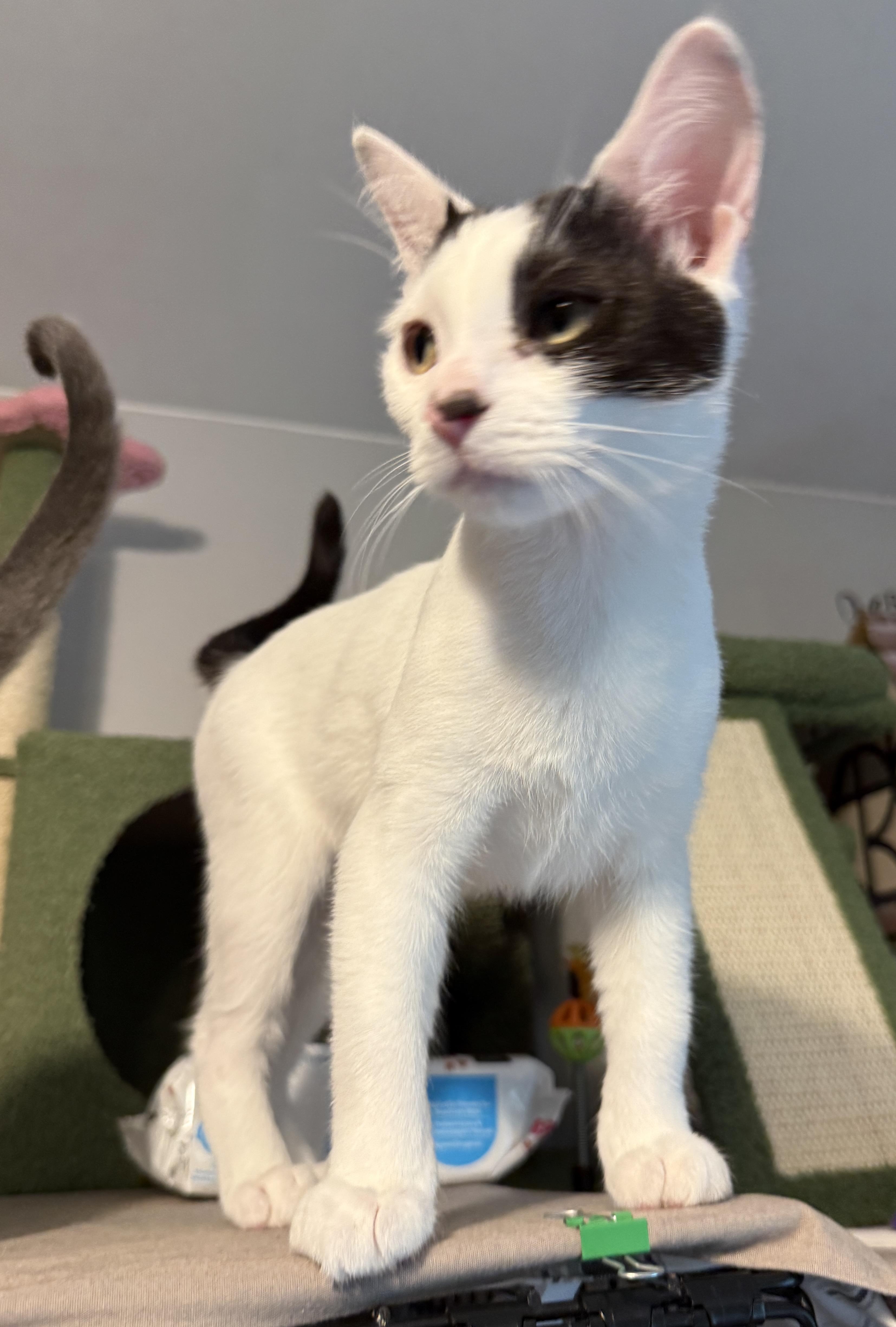 Enlarge Brylar - your new bestie, a Adoptable Domestic Short Hair in South Lyon, MI image 5/6