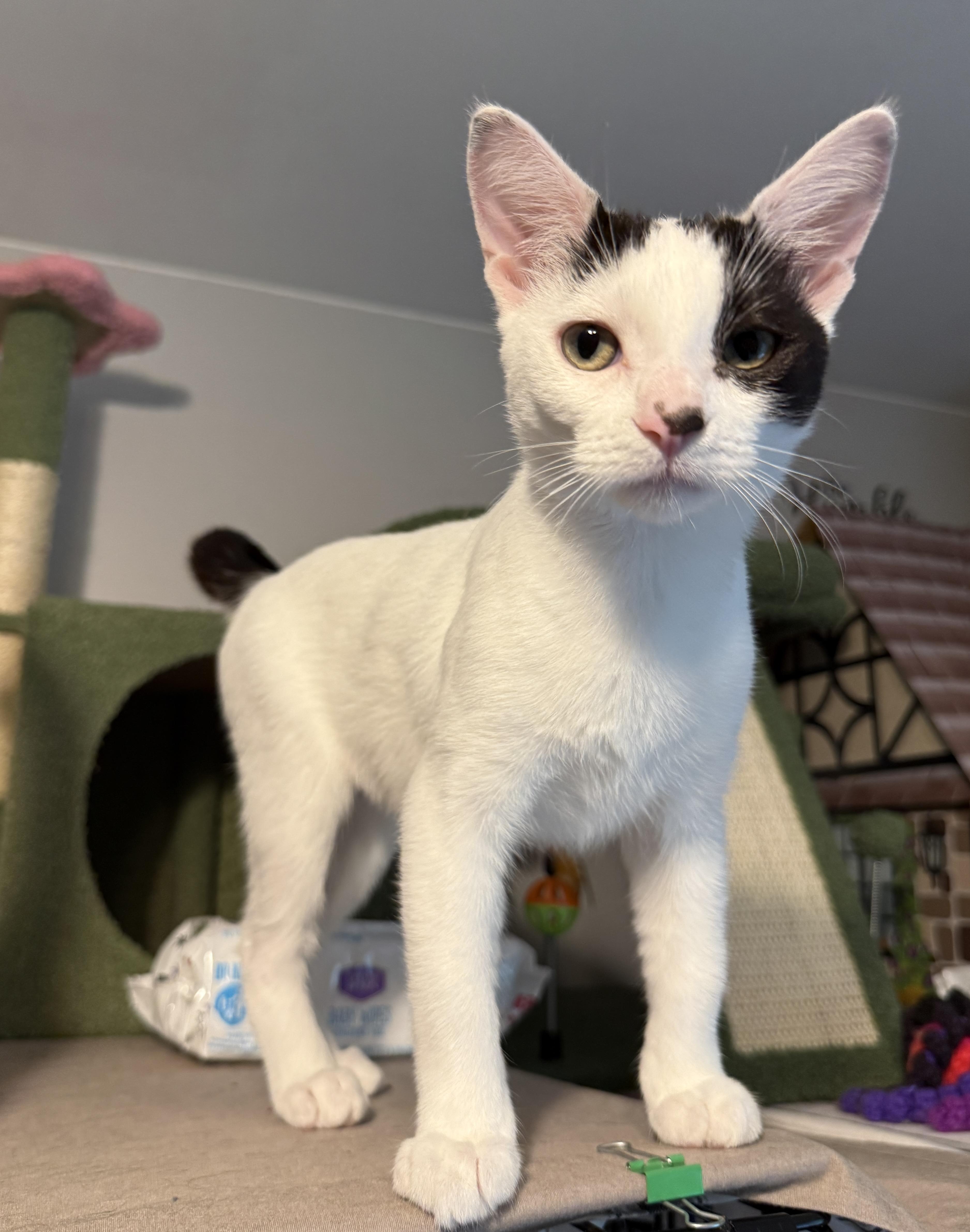 Brylar - your new bestie, Adoptable, Kitten Female Domestic Short Hair.