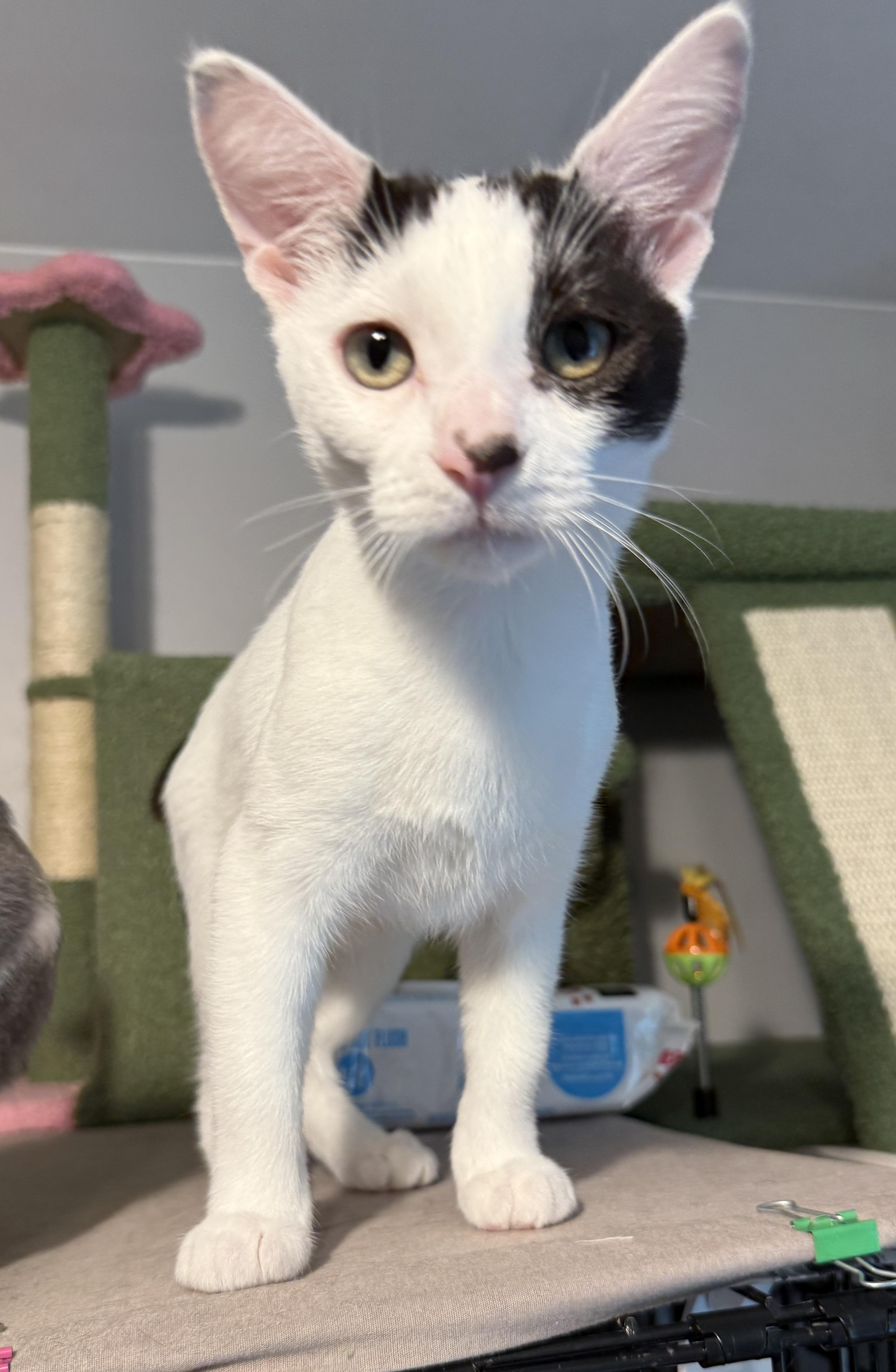 Enlarge Brylar - your new bestie, a Adoptable Domestic Short Hair in South Lyon, MI image 4/6
