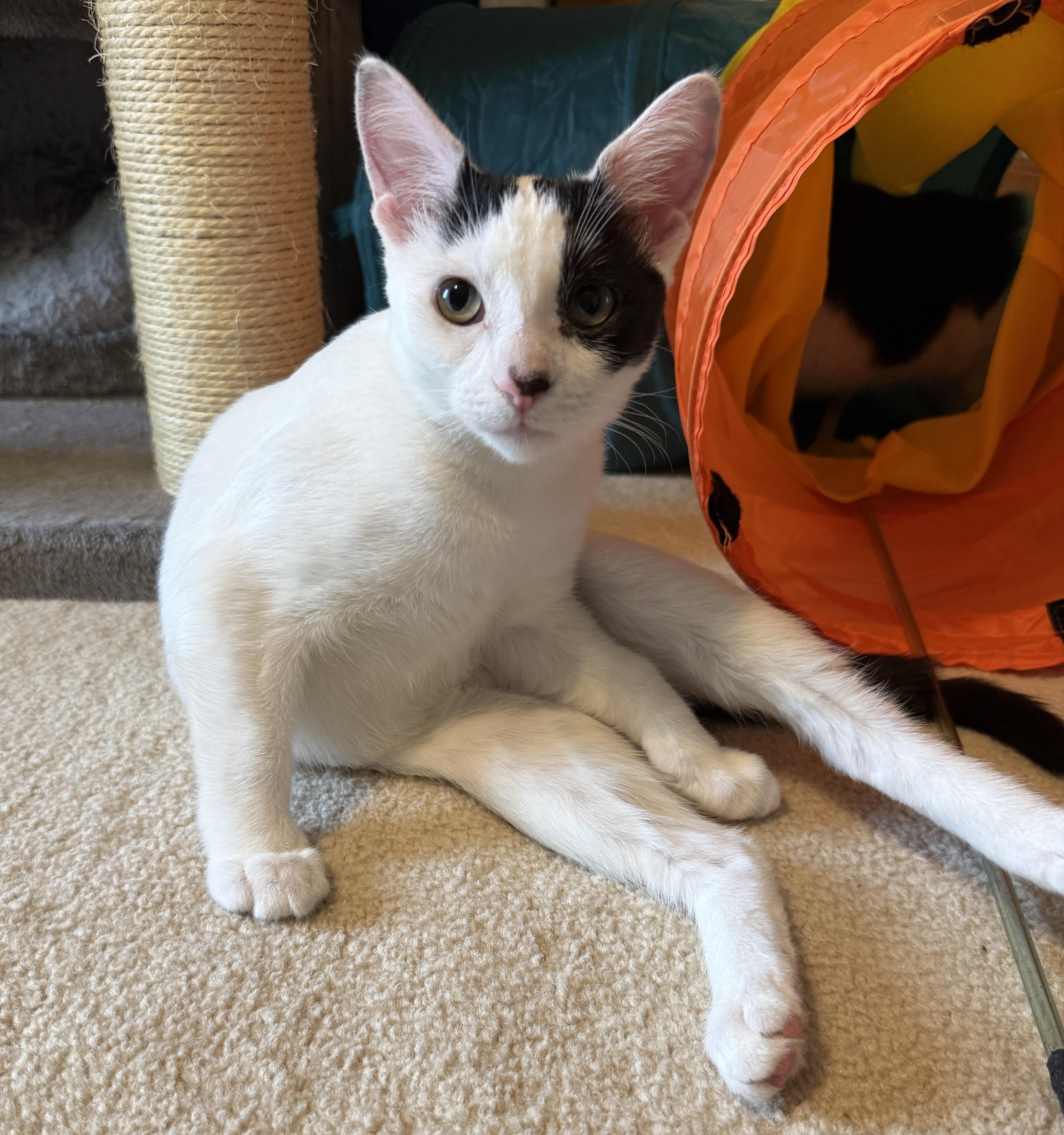 Enlarge Brylar - your new bestie, a Adoptable Domestic Short Hair in South Lyon, MI image 6/6
