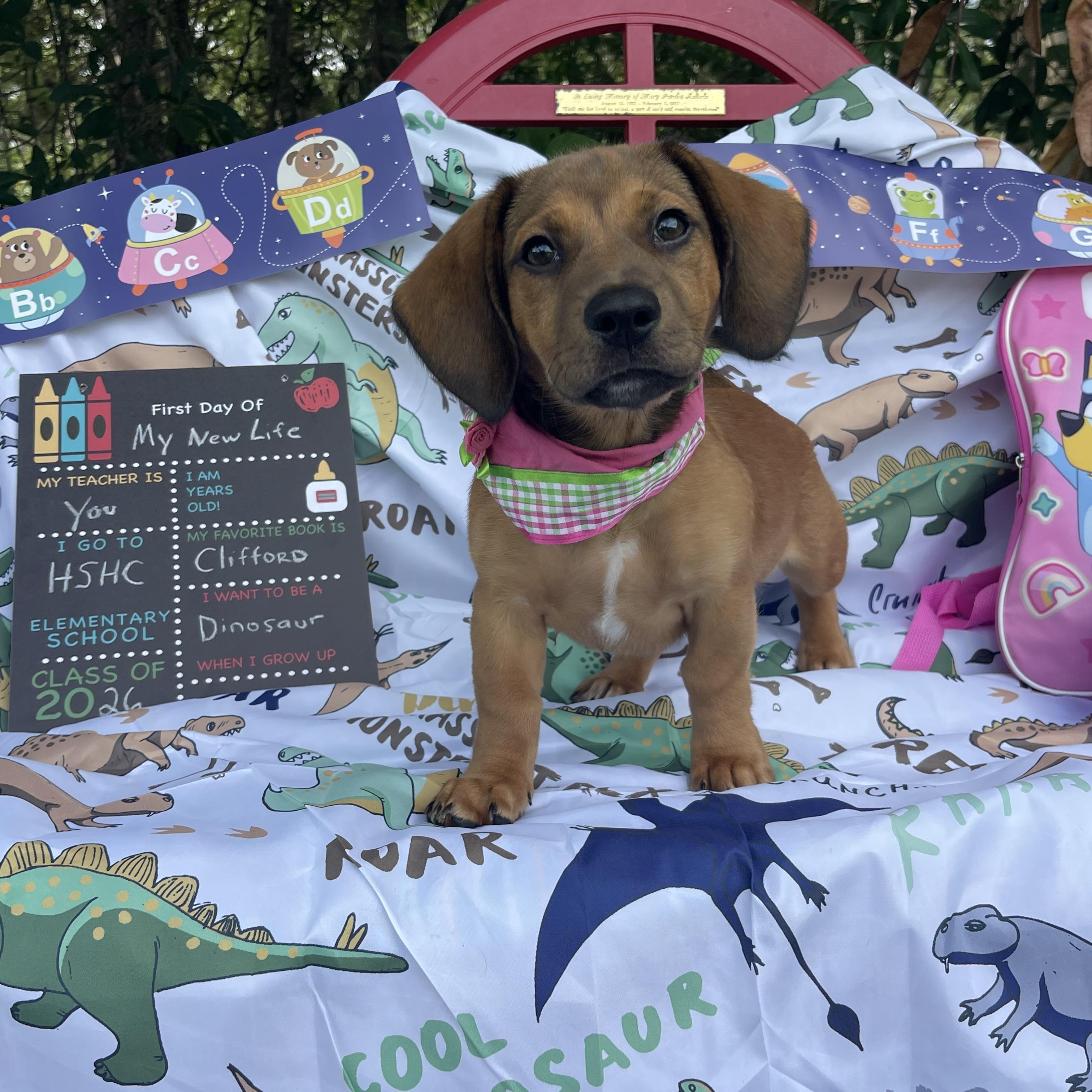 Willow, an adopted mixed breed in Sebring, FL image 2/6