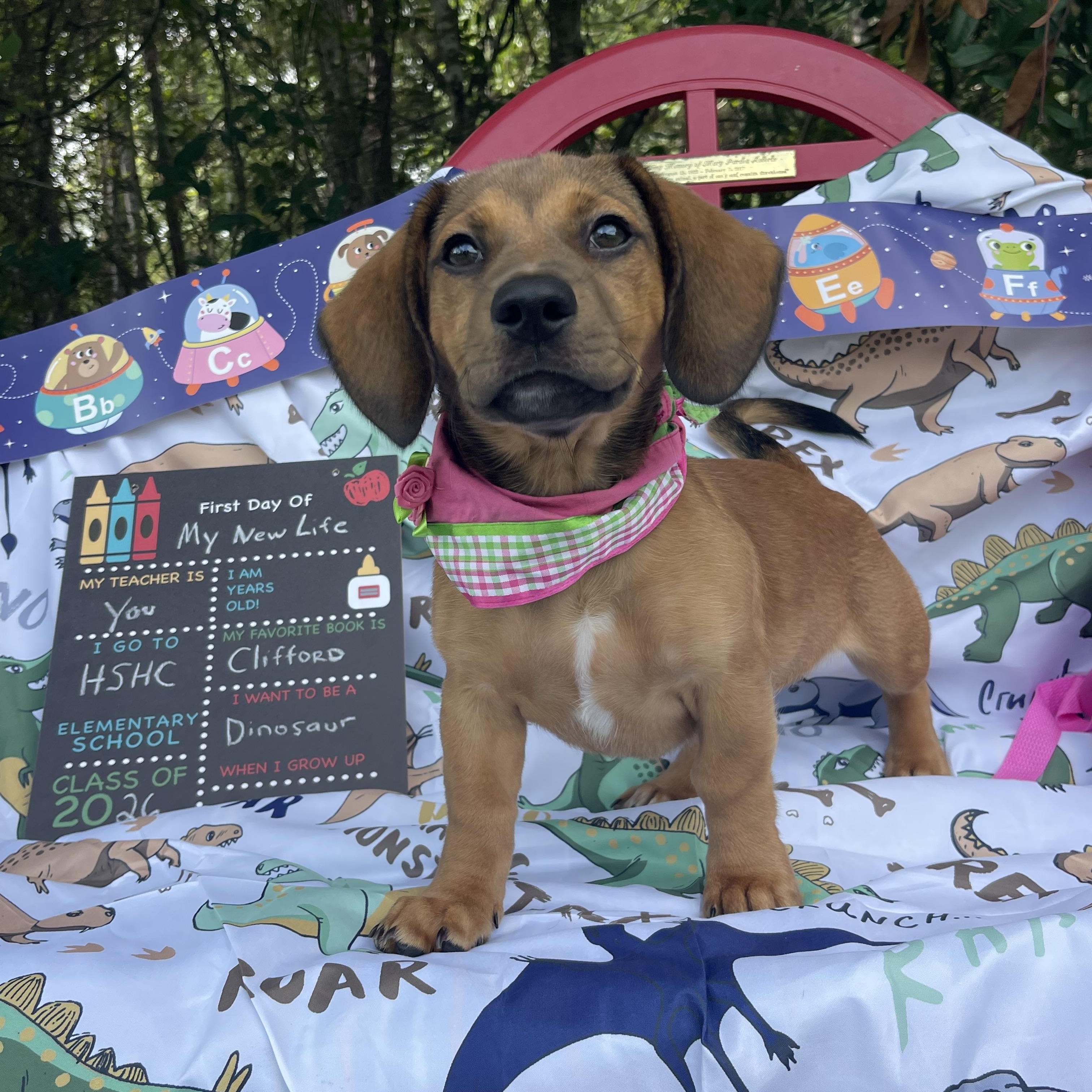 Willow, an adopted mixed breed in Sebring, FL image 6/6