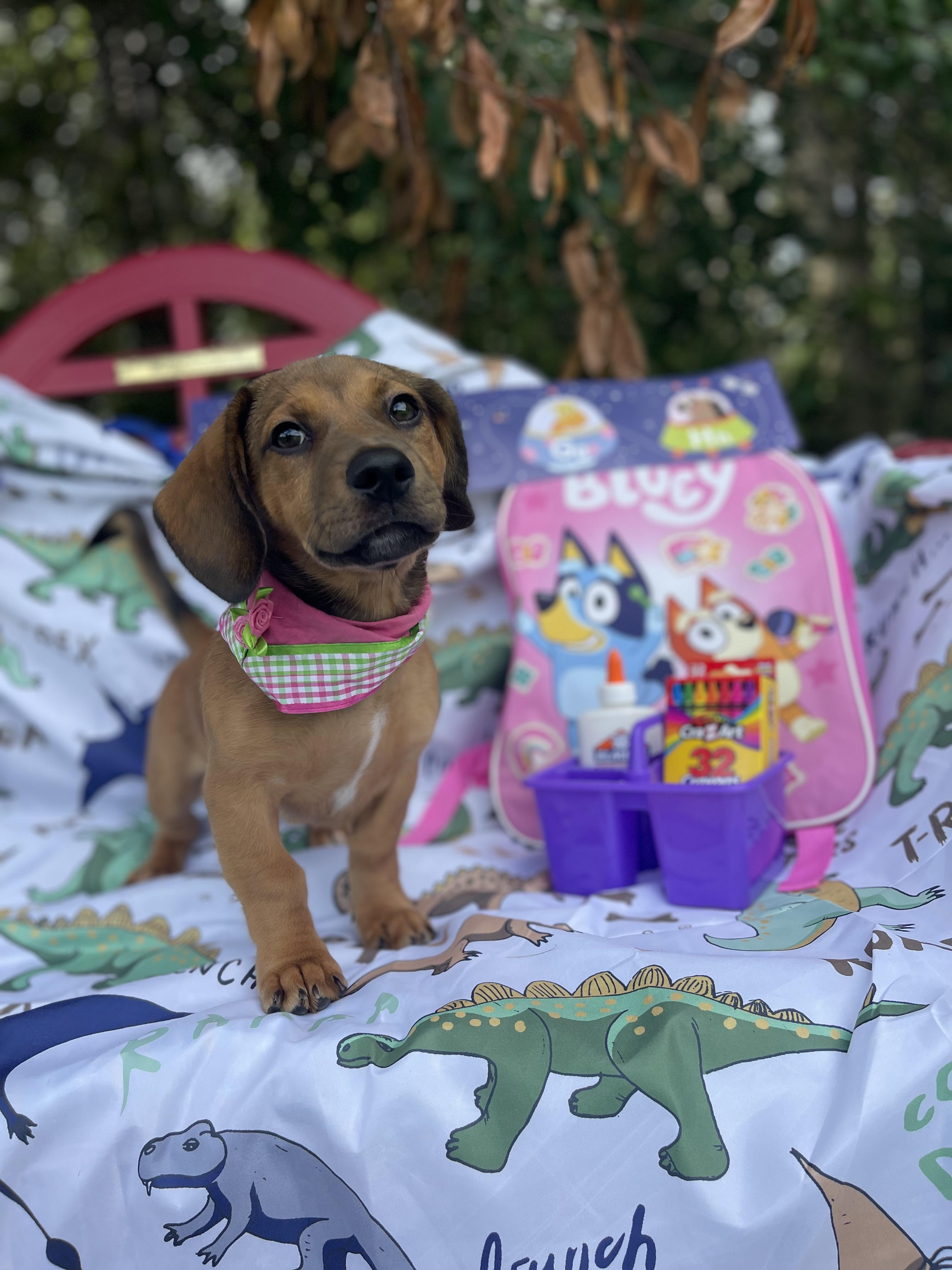 Willow, an adopted mixed breed in Sebring, FL image 3/6