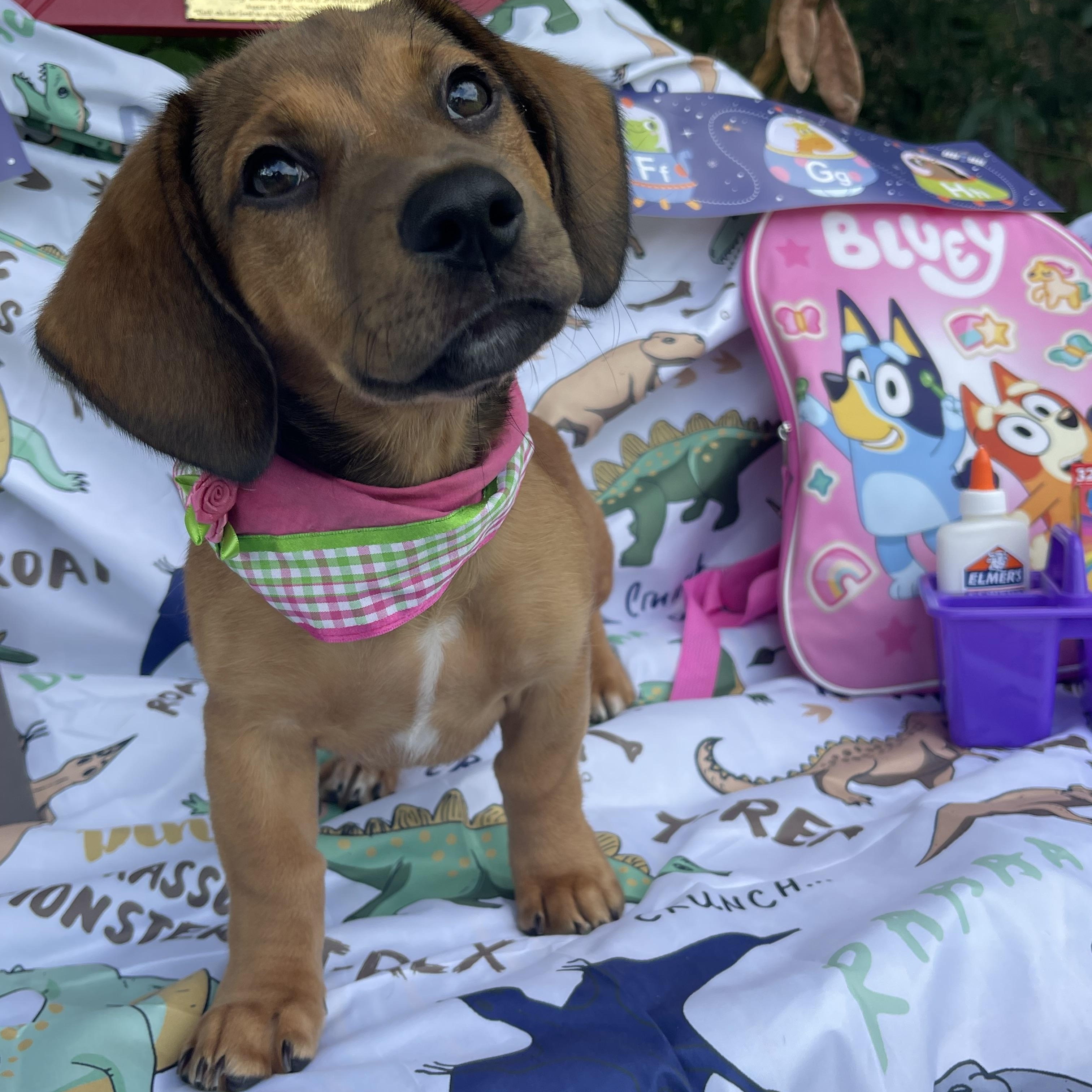 Willow, an adopted mixed breed in Sebring, FL image 4/6