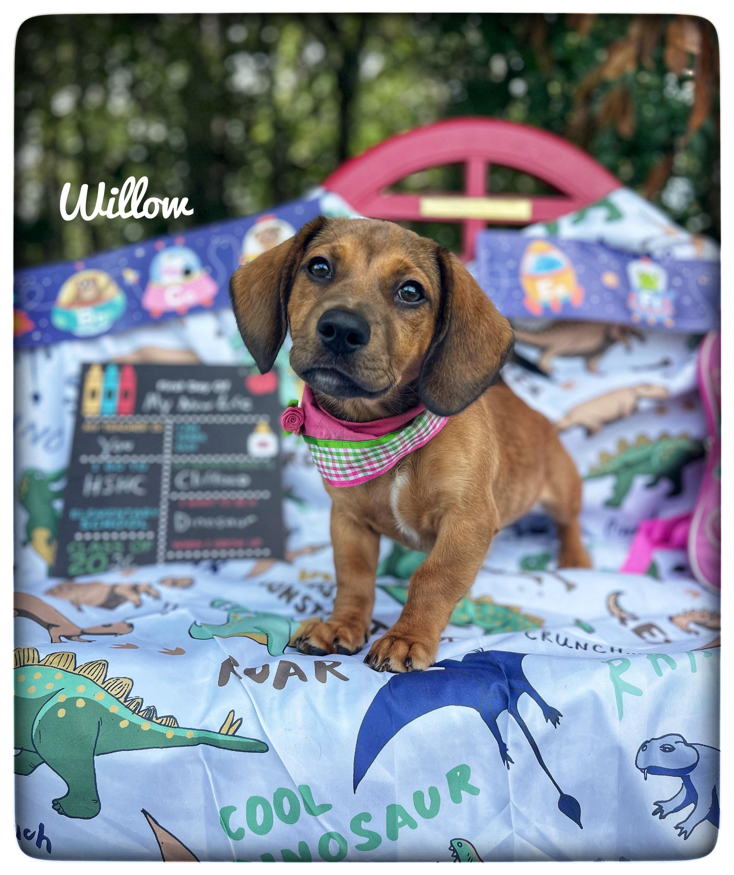 Willow, adopted, Puppy Female Dachshund.