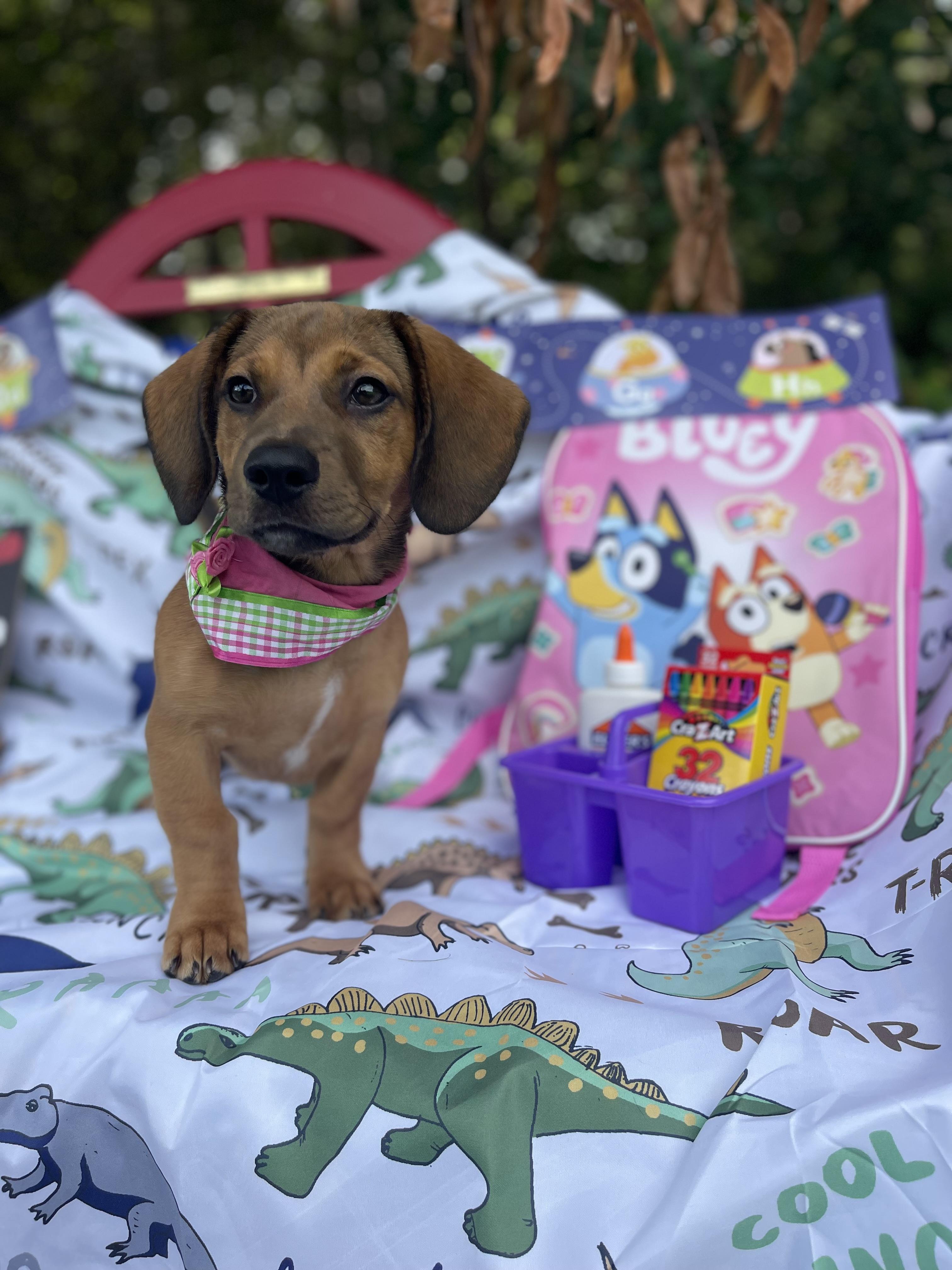 Willow, an adopted mixed breed in Sebring, FL image 5/6