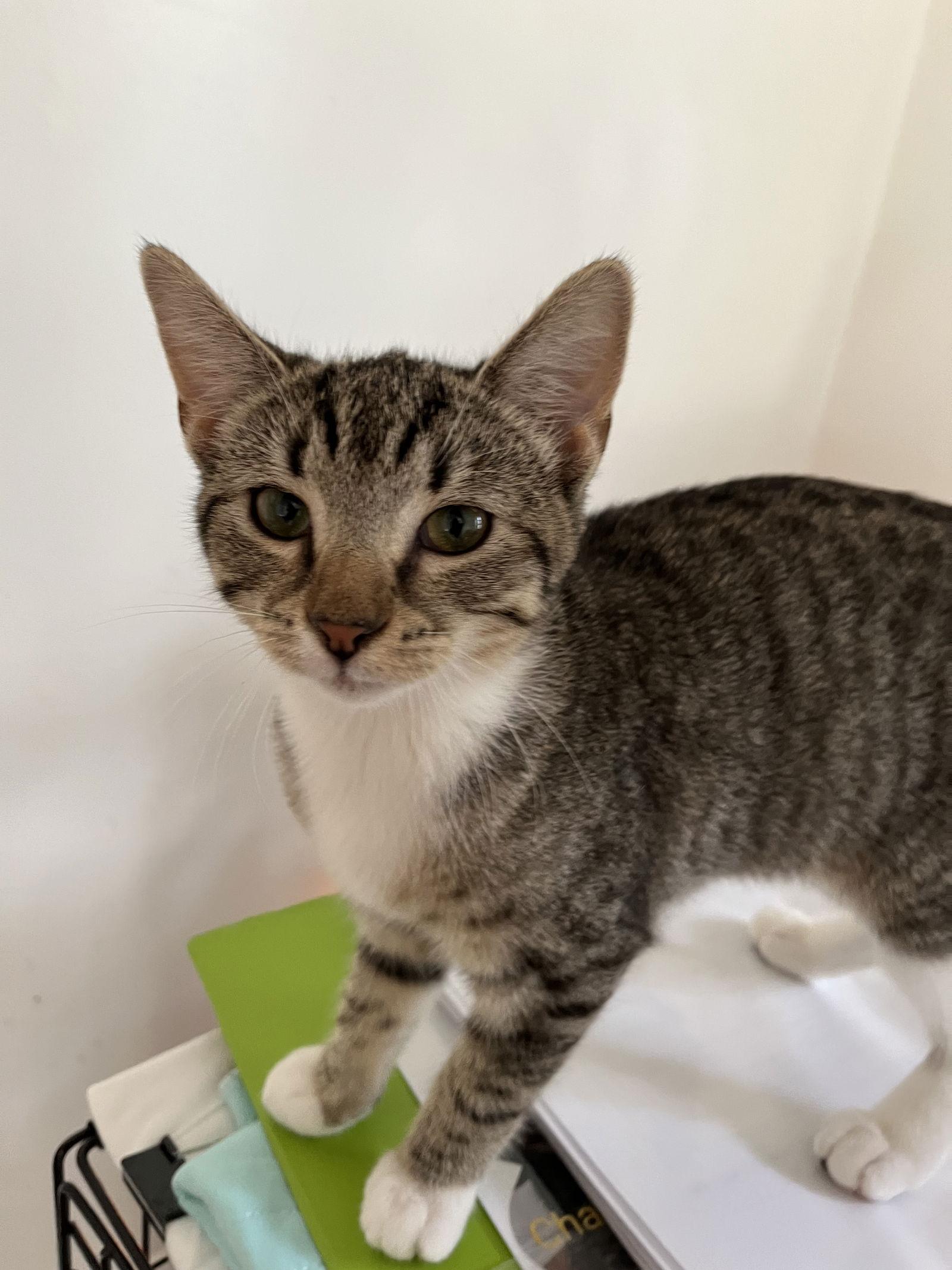 Selma Sherman, a Adopted Domestic Short Hair in Trenton, NJ image 1/3