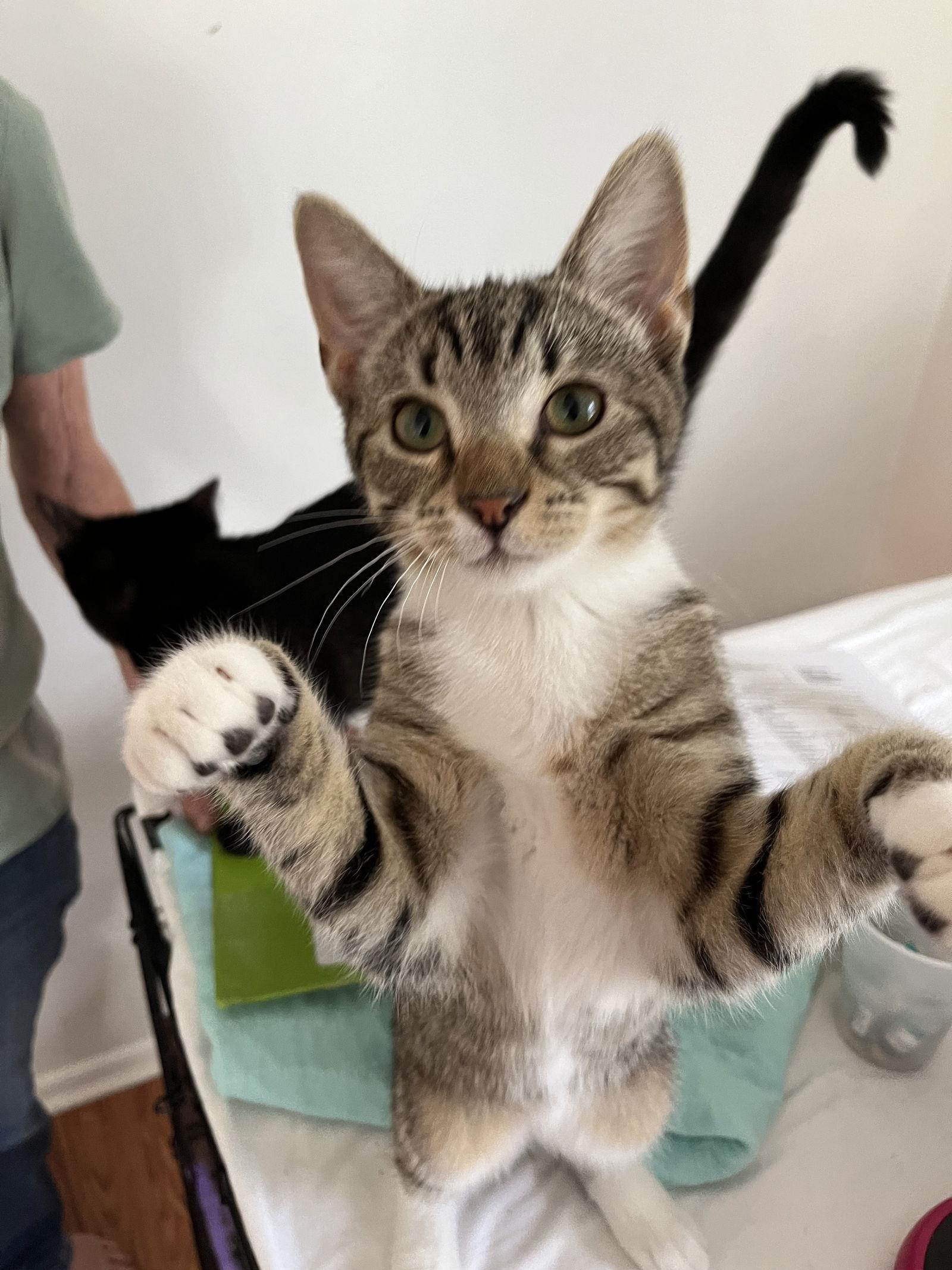 Selma Sherman, a Adopted Domestic Short Hair in Trenton, NJ image 2/3