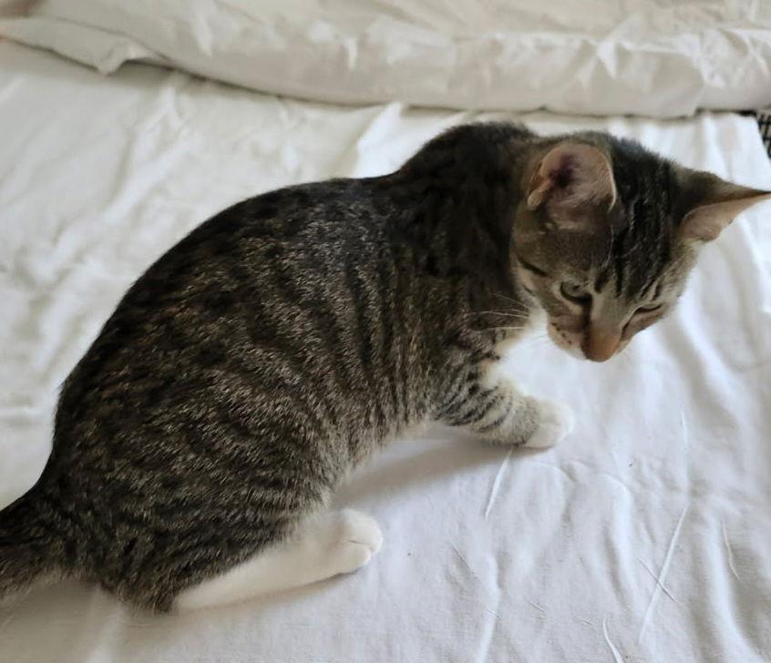 Selma Sherman, a Adopted Domestic Short Hair in Trenton, NJ image 3/3