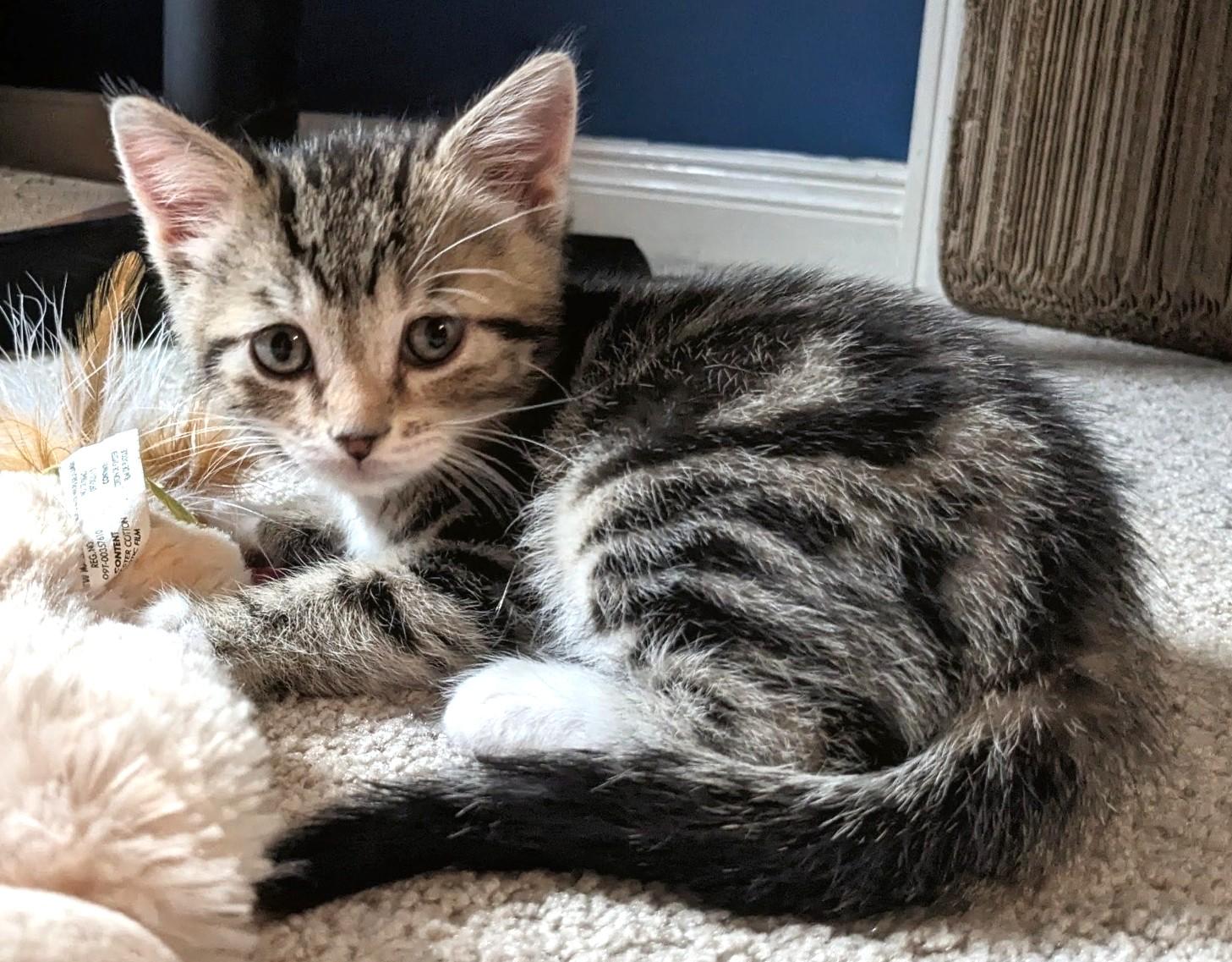Rolo, ADOPTABLE, Kitten Male Tabby.