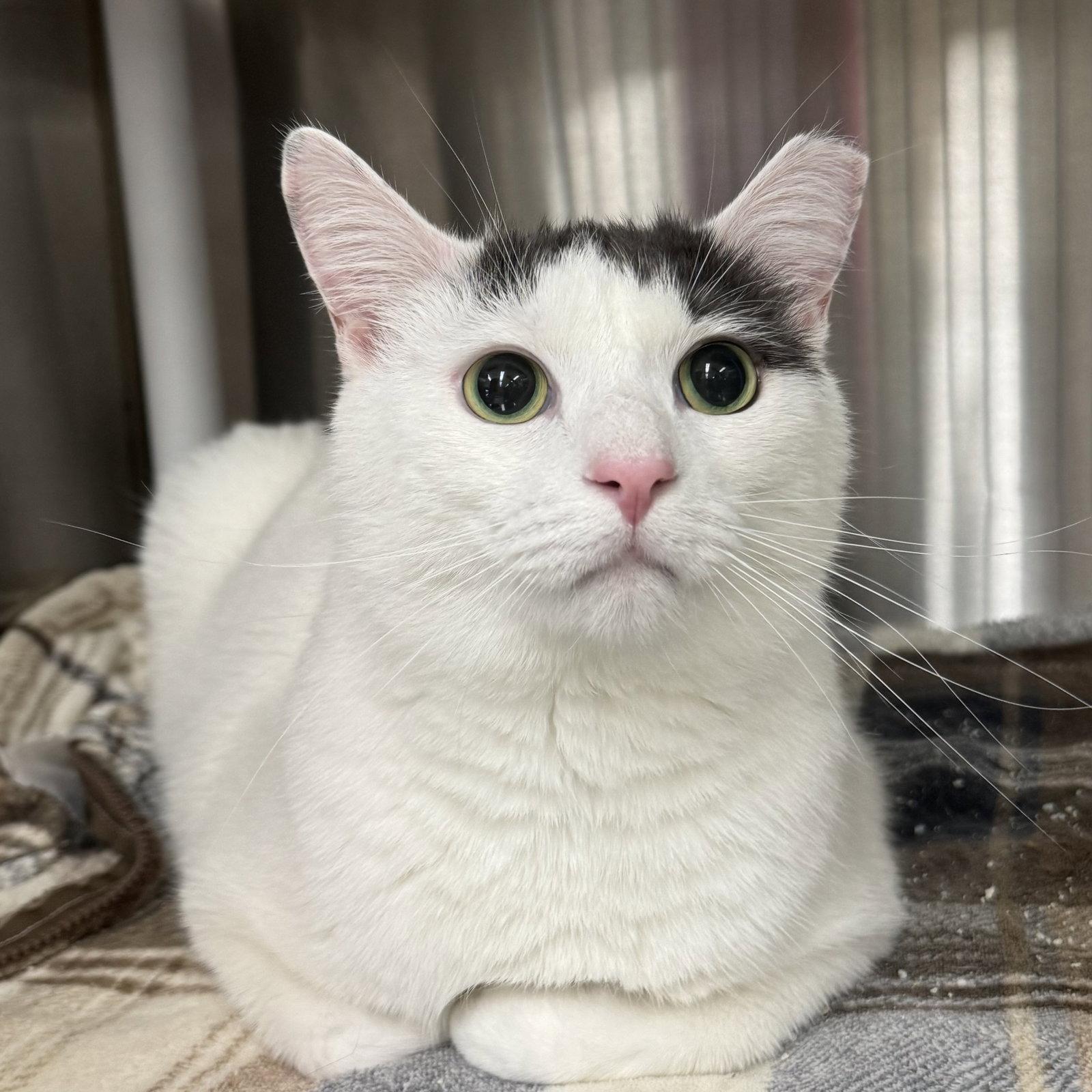 Enlarge Prince, a Adoptable Domestic Short Hair in Winchendon, MA image 1/1