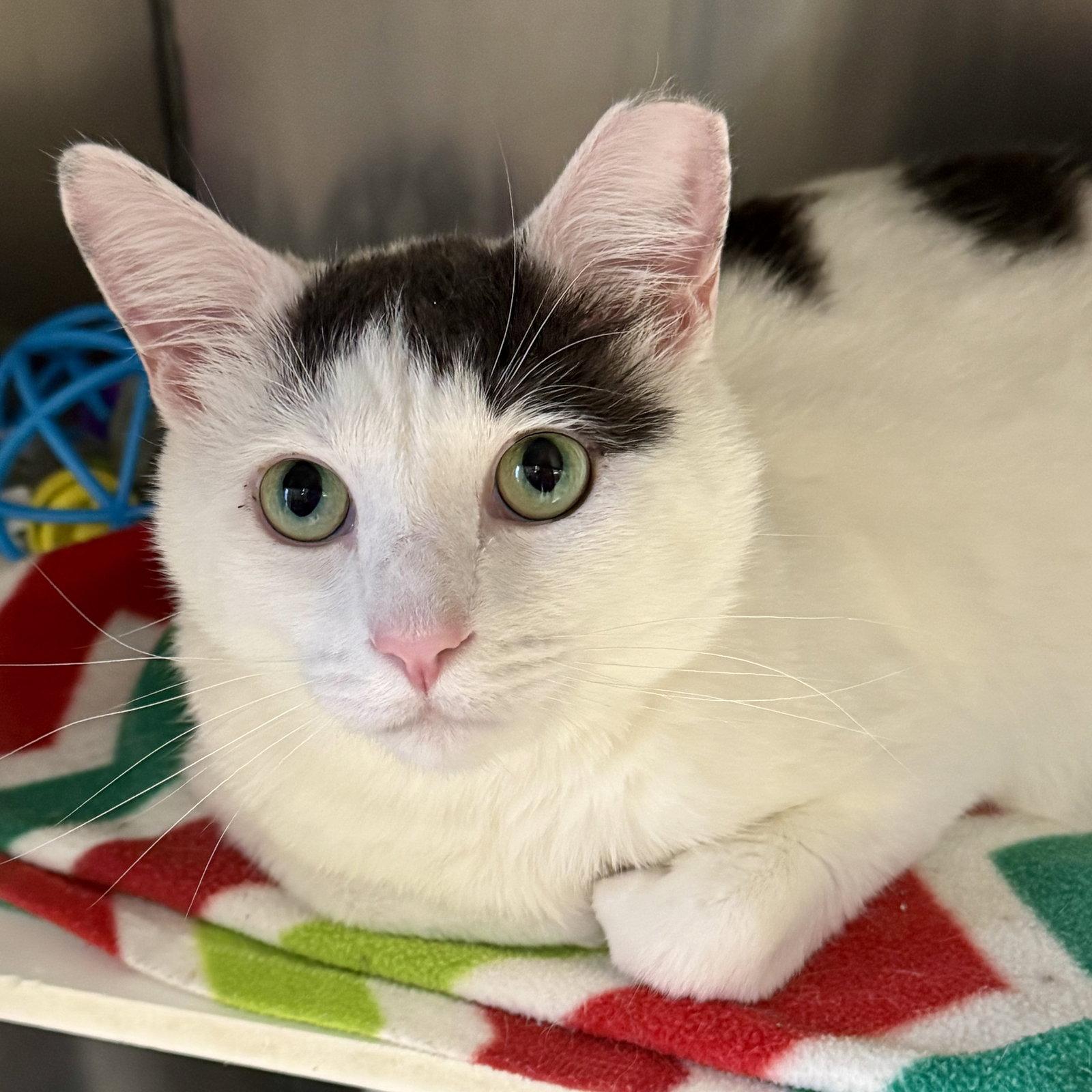 Prince, a Adoptable Domestic Short Hair in Winchendon, MA image 2/2