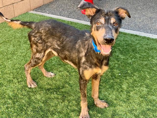 ARLO, Adoptable, Young Male Doberman Pinscher & Mixed Breed.