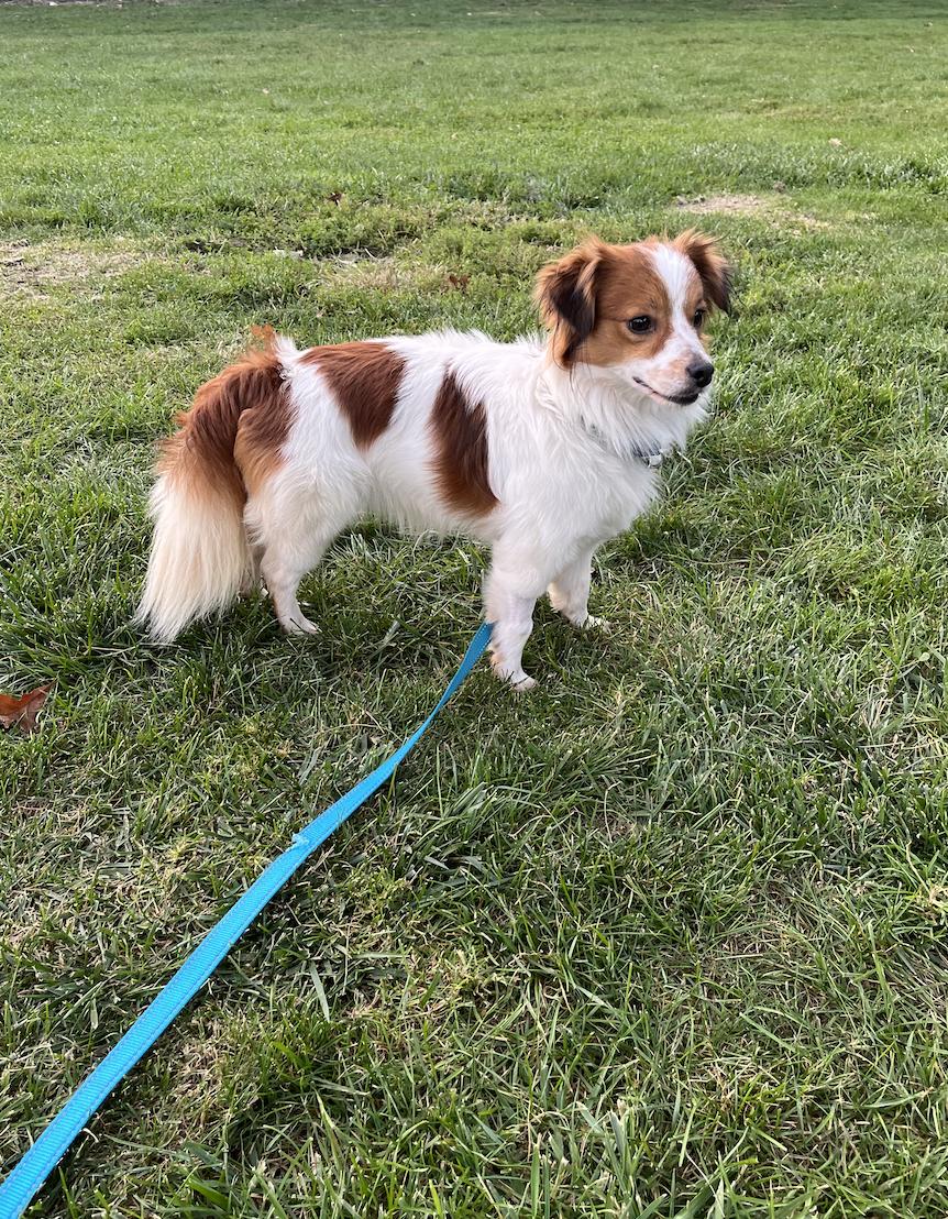 Enlarge Gherkin, a Adoptable mixed breed in Mahwah, NJ image 3/5