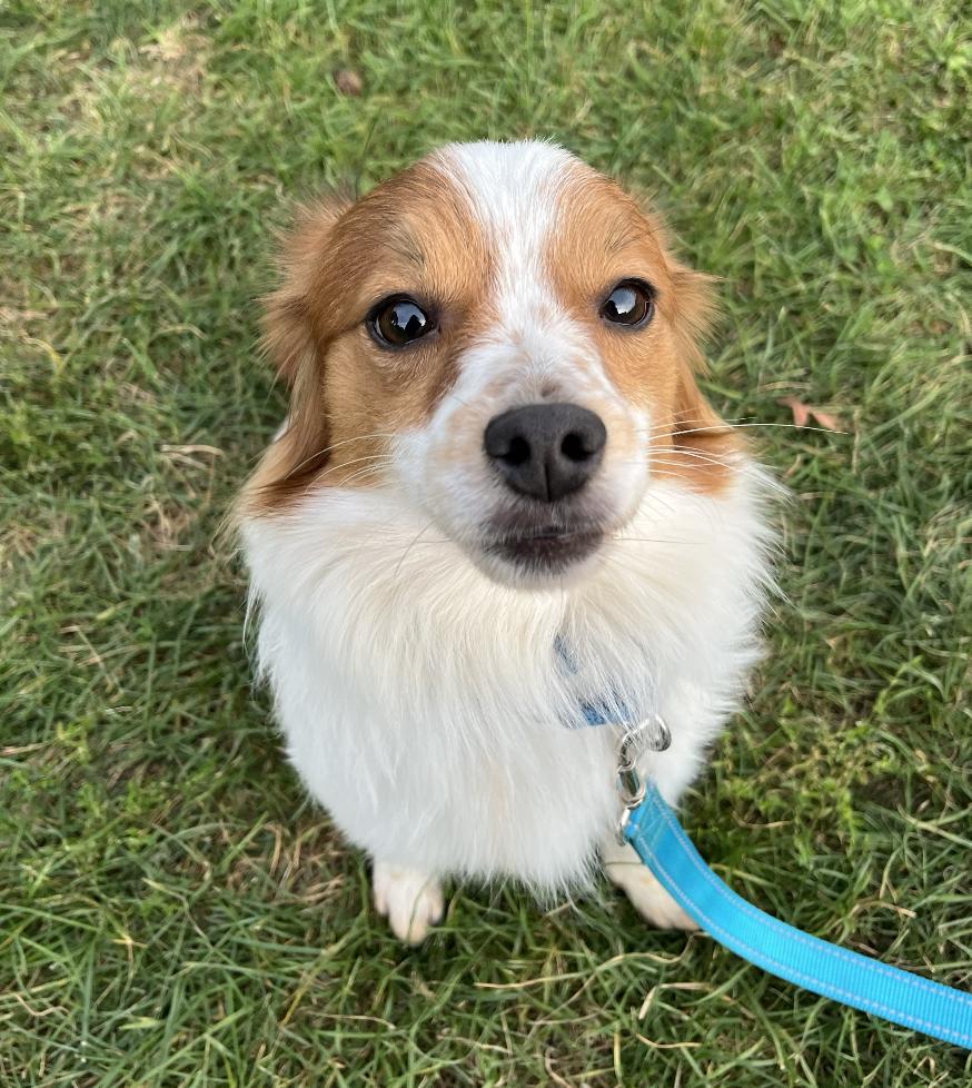 Gherkin, Adoptable, Young Male Pomeranian & Papillon.