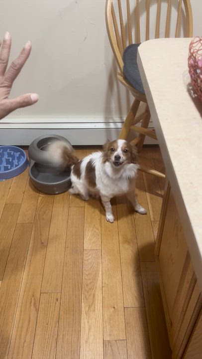 Enlarge Gherkin, a Adoptable mixed breed in Mahwah, NJ video 5/5