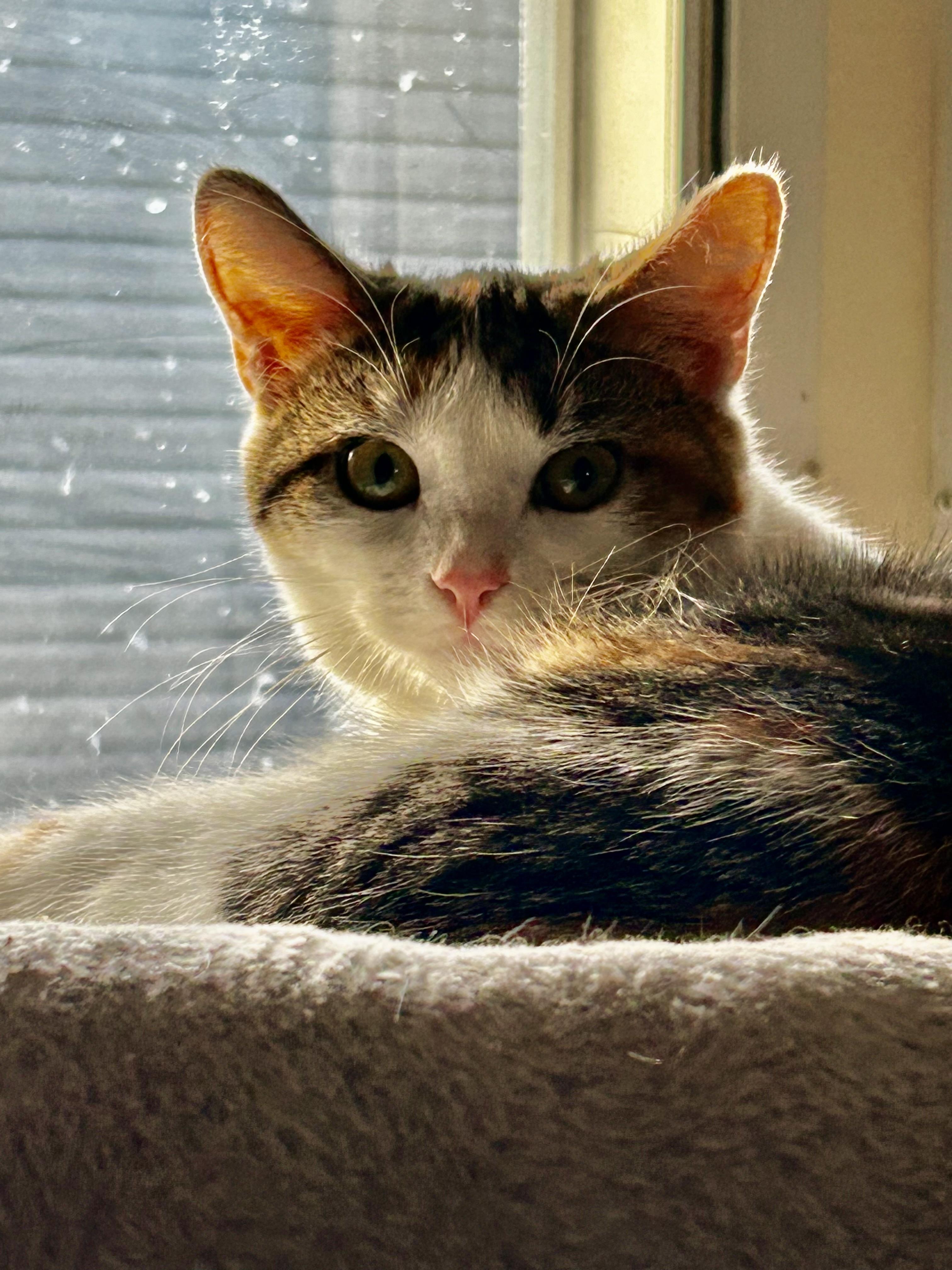 Enlarge Marigold, a Adoptable Calico in Jeffersonville, IN image 2/4