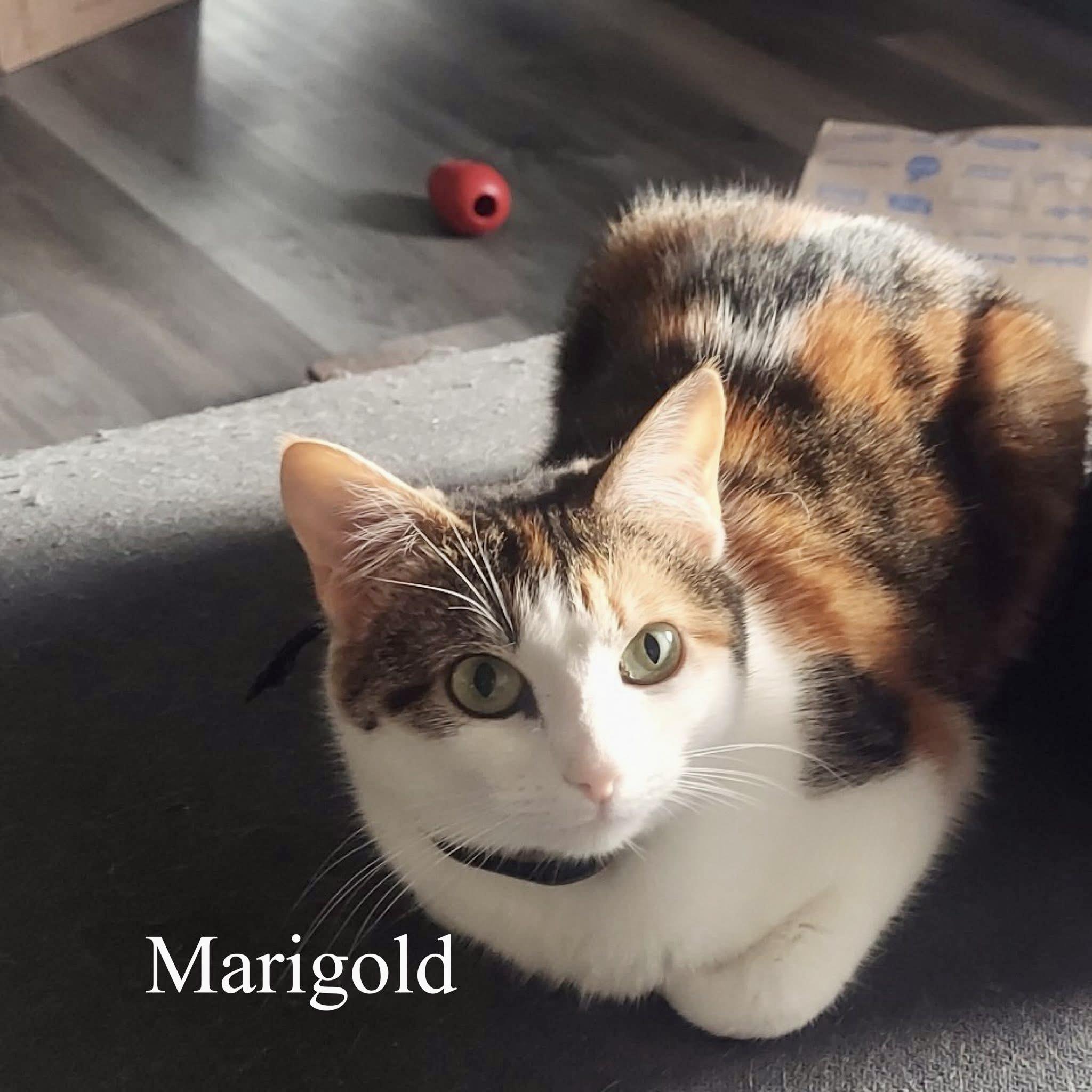 Enlarge Marigold, a Adoptable Calico in Jeffersonville, IN image 1/4