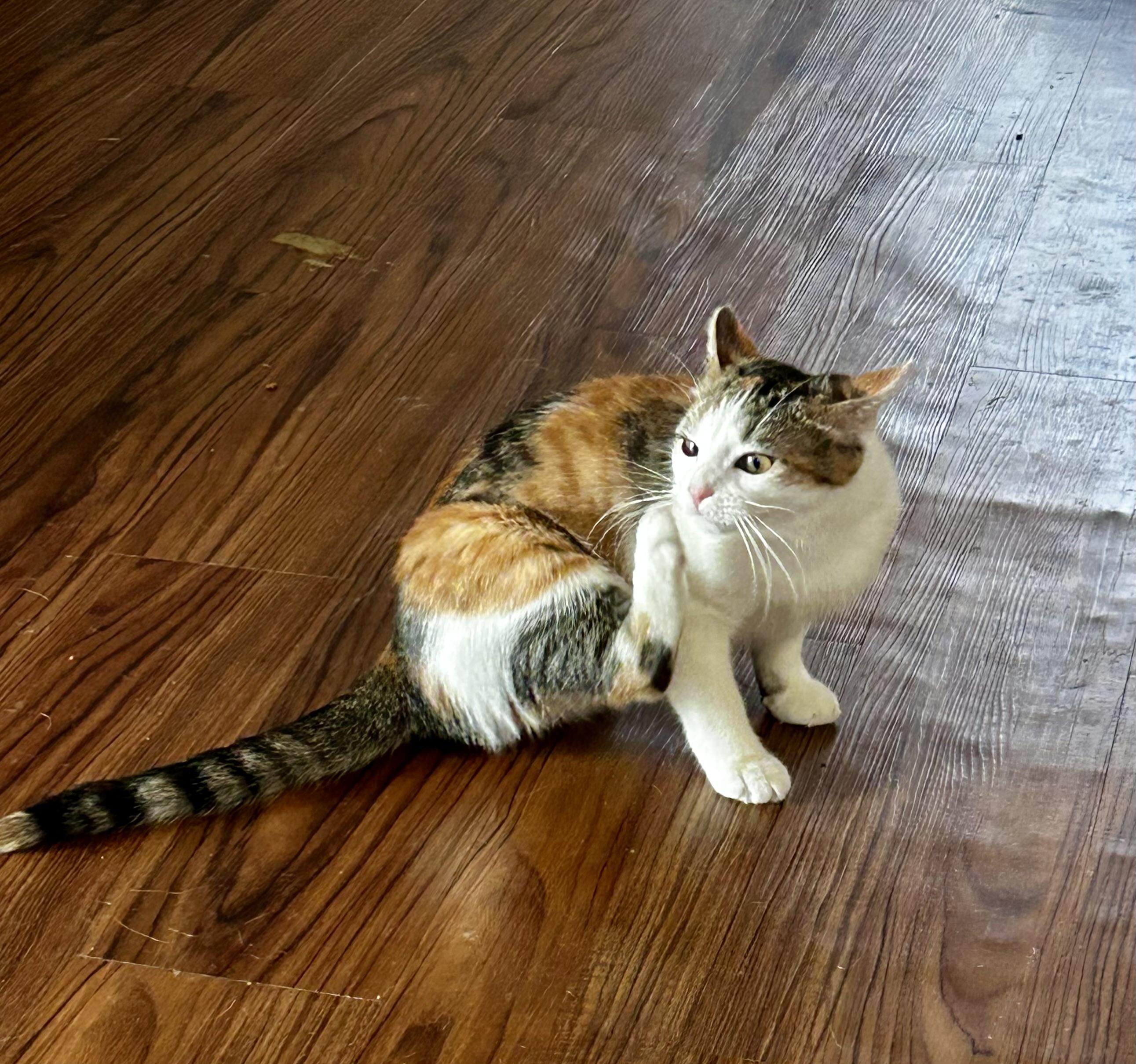 Enlarge Marigold, a Adoptable Calico in Jeffersonville, IN image 4/4