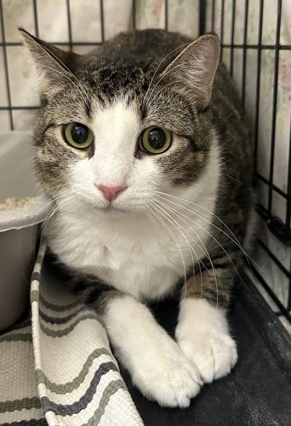 Schmidt, Adoptable, Adult Male Domestic Short Hair & Domestic Short Hair.