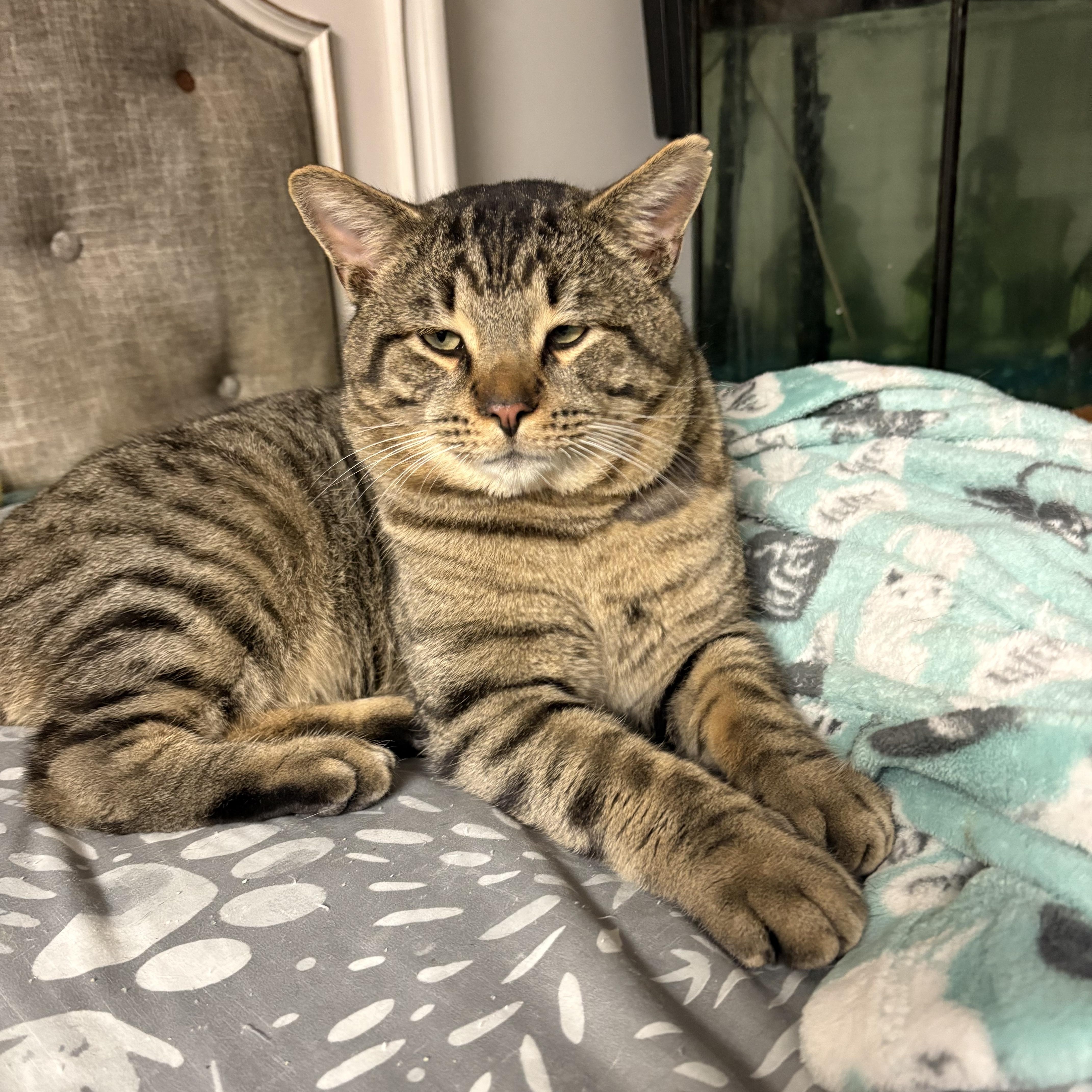 Enlarge Bear, an adopted Domestic Short Hair in Highland, IN image 1/2