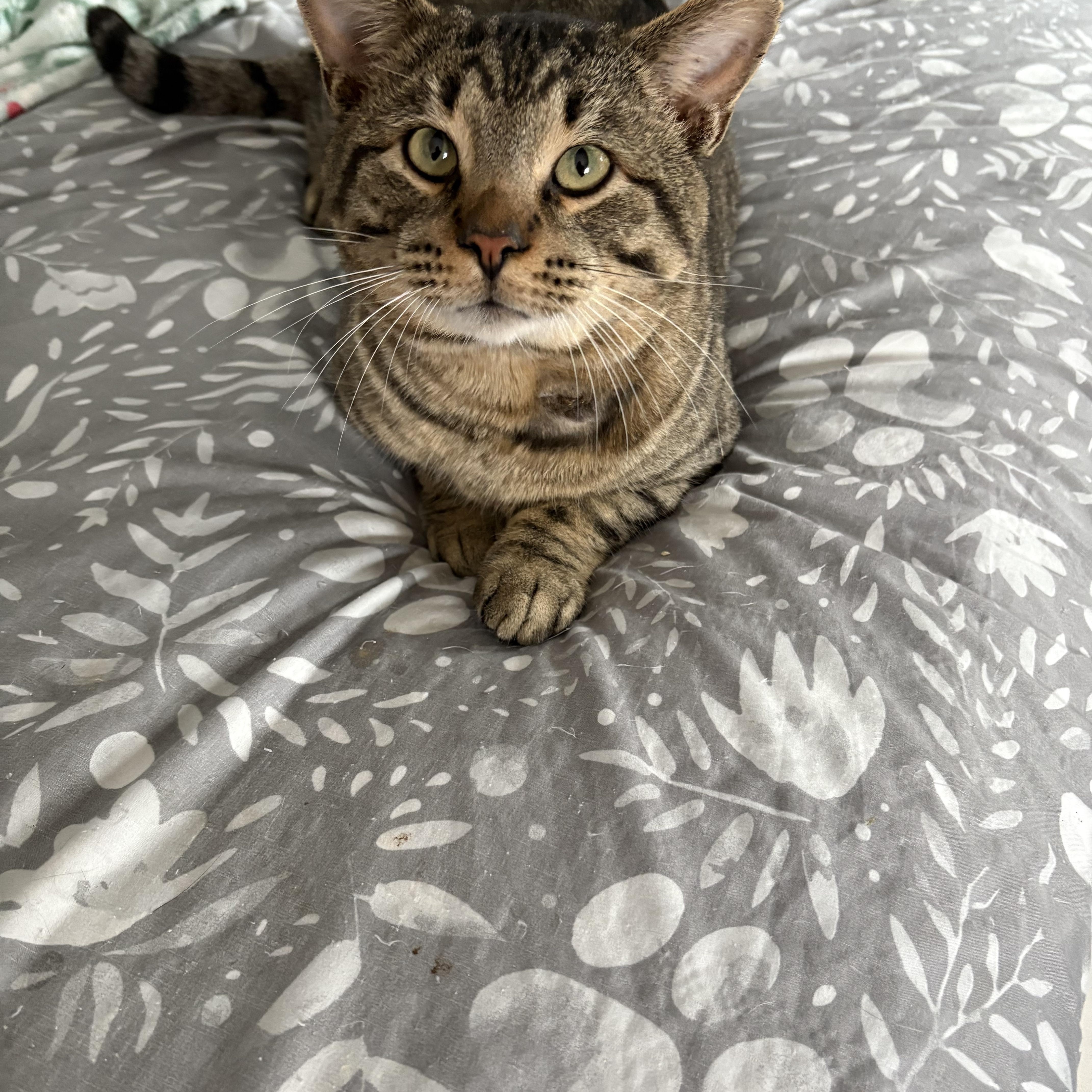 Enlarge Bear, an adopted Domestic Short Hair in Highland, IN image 2/2