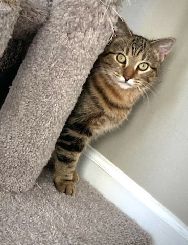 Enlarge Carsonville Cacao, a Adoptable mixed breed in Eaton Rapids, MI image 1/7