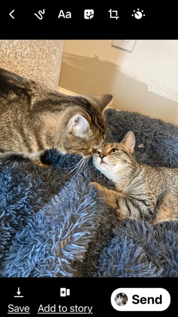 Enlarge Carsonville Cacao, a Adoptable mixed breed in Eaton Rapids, MI image 6/7