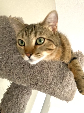 Enlarge Carsonville Cacao, a Adoptable mixed breed in Eaton Rapids, MI image 5/7