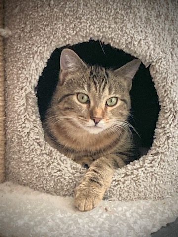 Enlarge Carsonville Cacao, a Adoptable mixed breed in Eaton Rapids, MI image 7/7