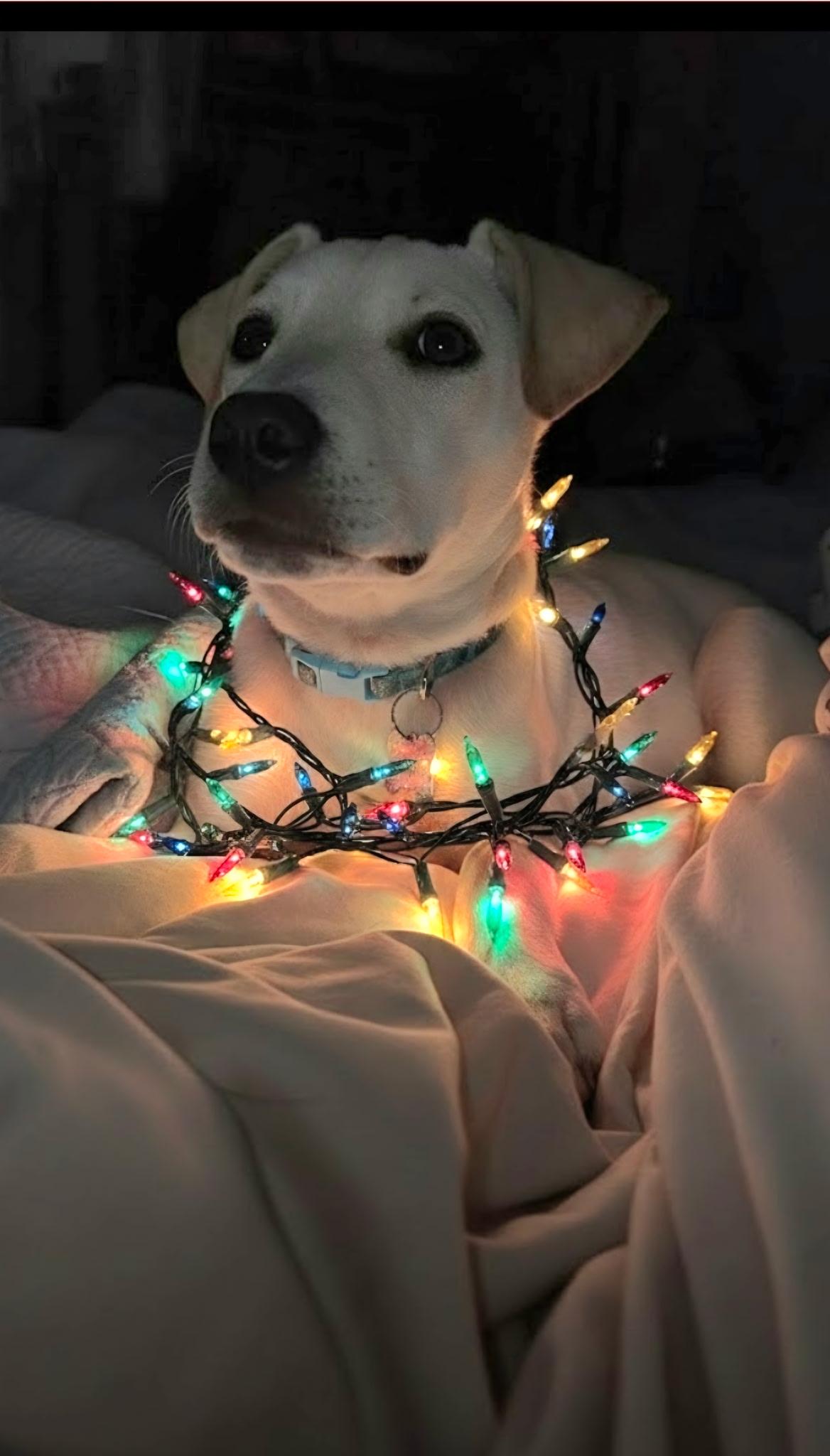 Carmy, ADOPTABLE, Young Female Yellow Labrador Retriever & Labrador Retriever.