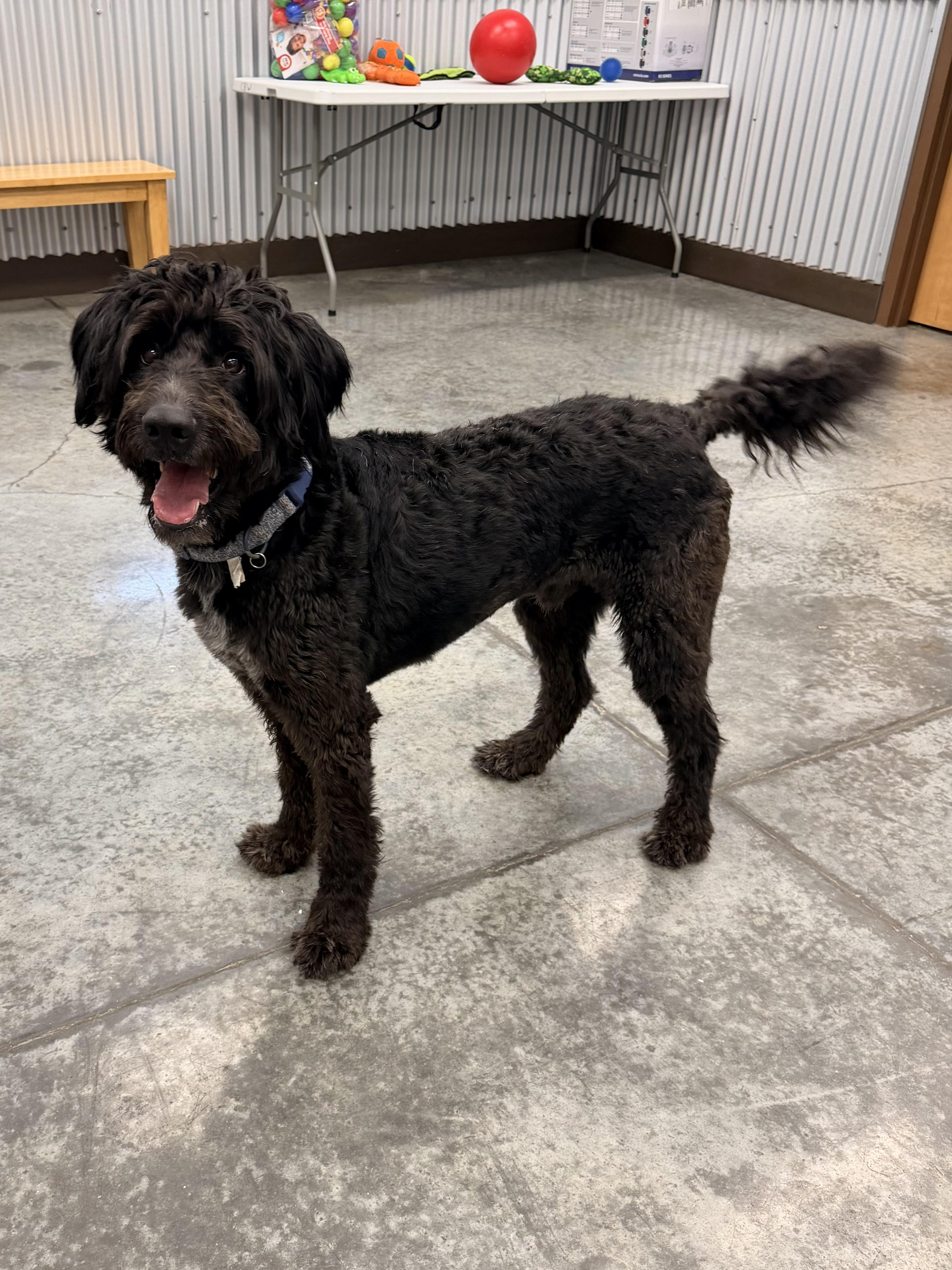 Enzo, an adopted Labradoodle in Baker, LA image 1/6