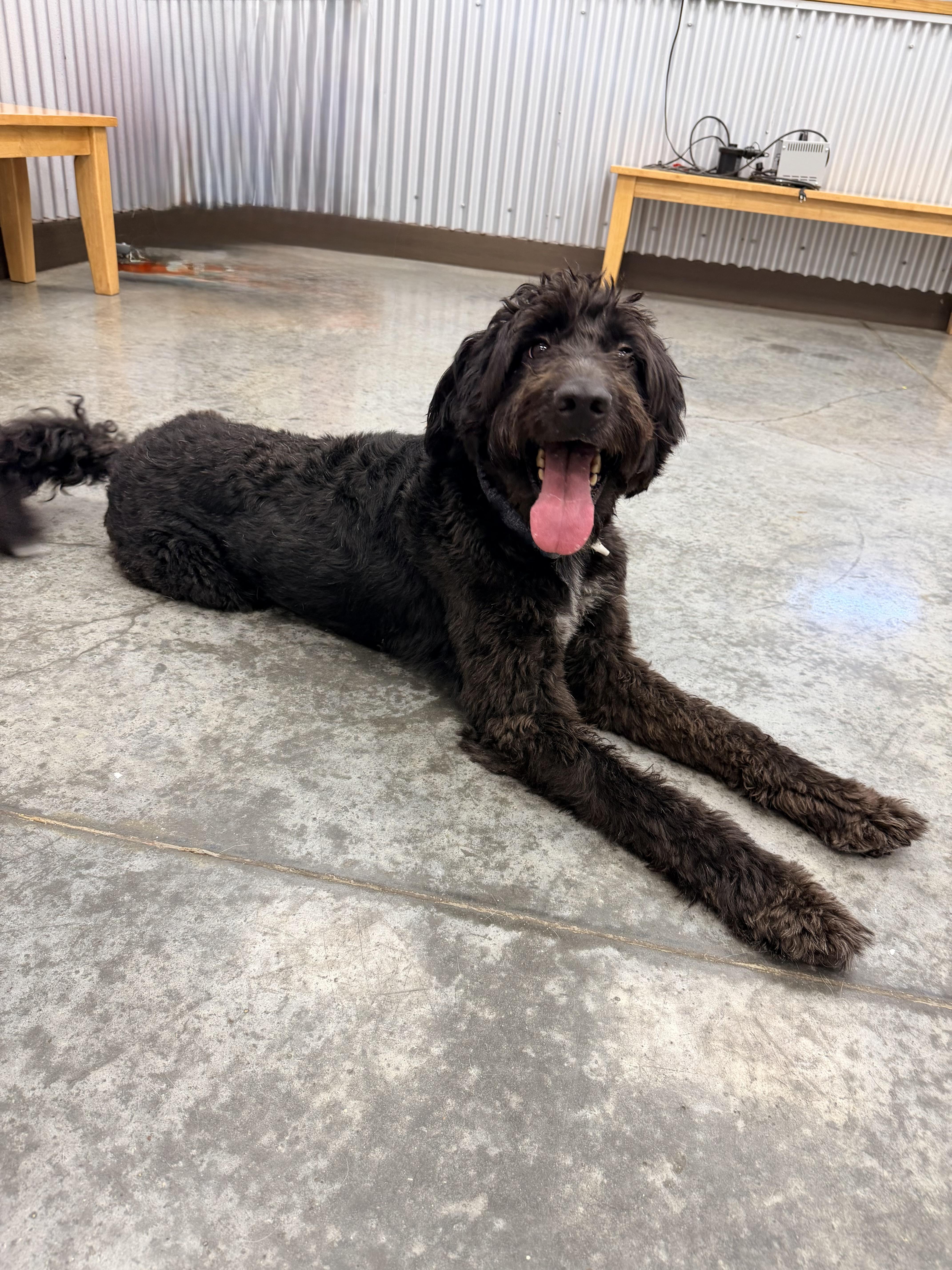 Enzo, an adopted Labradoodle in Baker, LA image 3/6