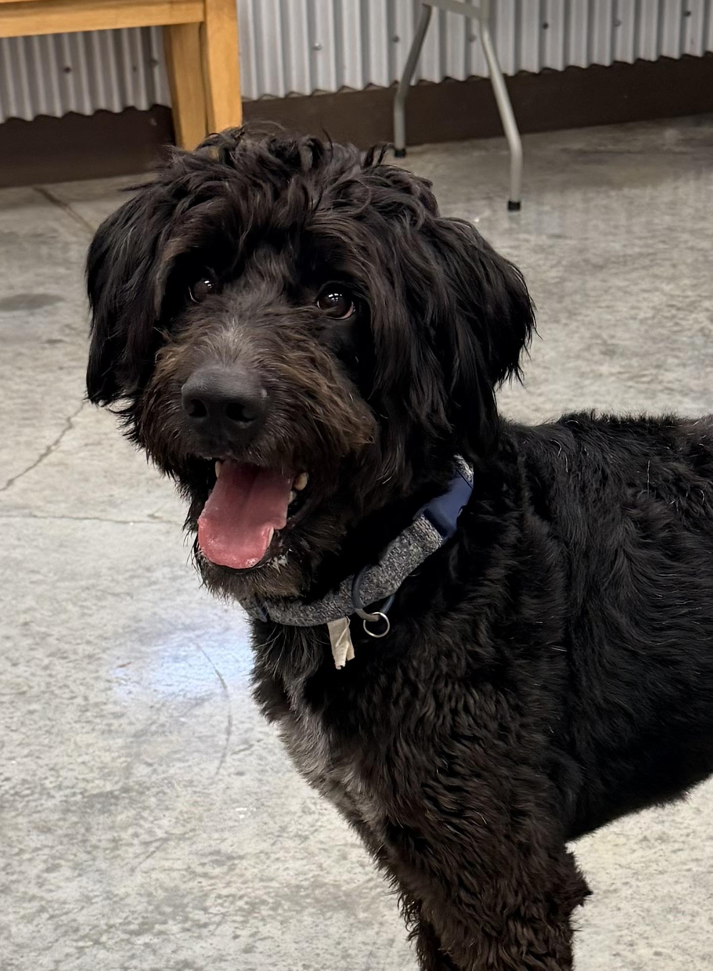 Enzo, an adopted Labradoodle in Baker, LA image 5/6