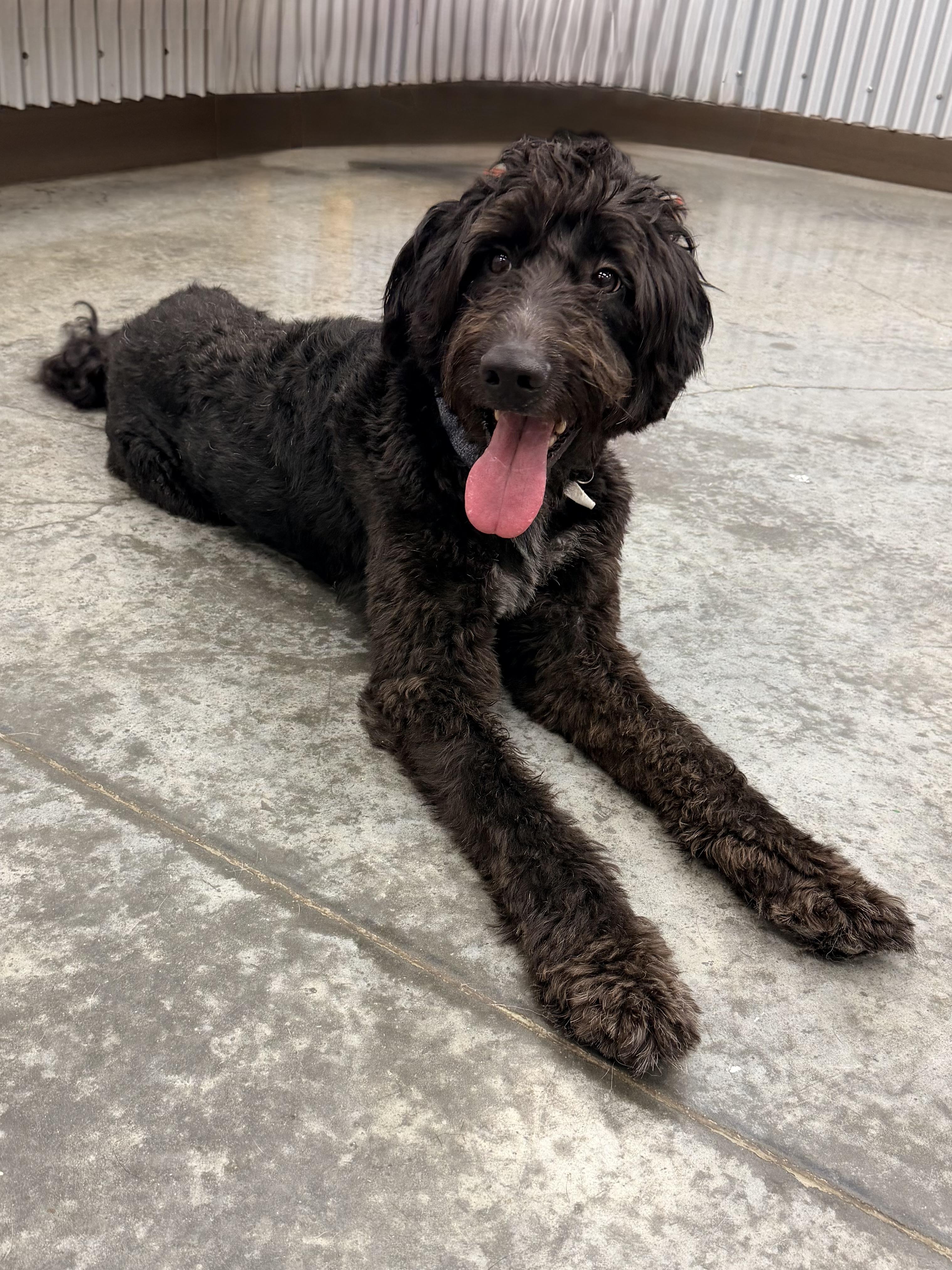 Enzo, an adopted Labradoodle in Baker, LA image 6/6