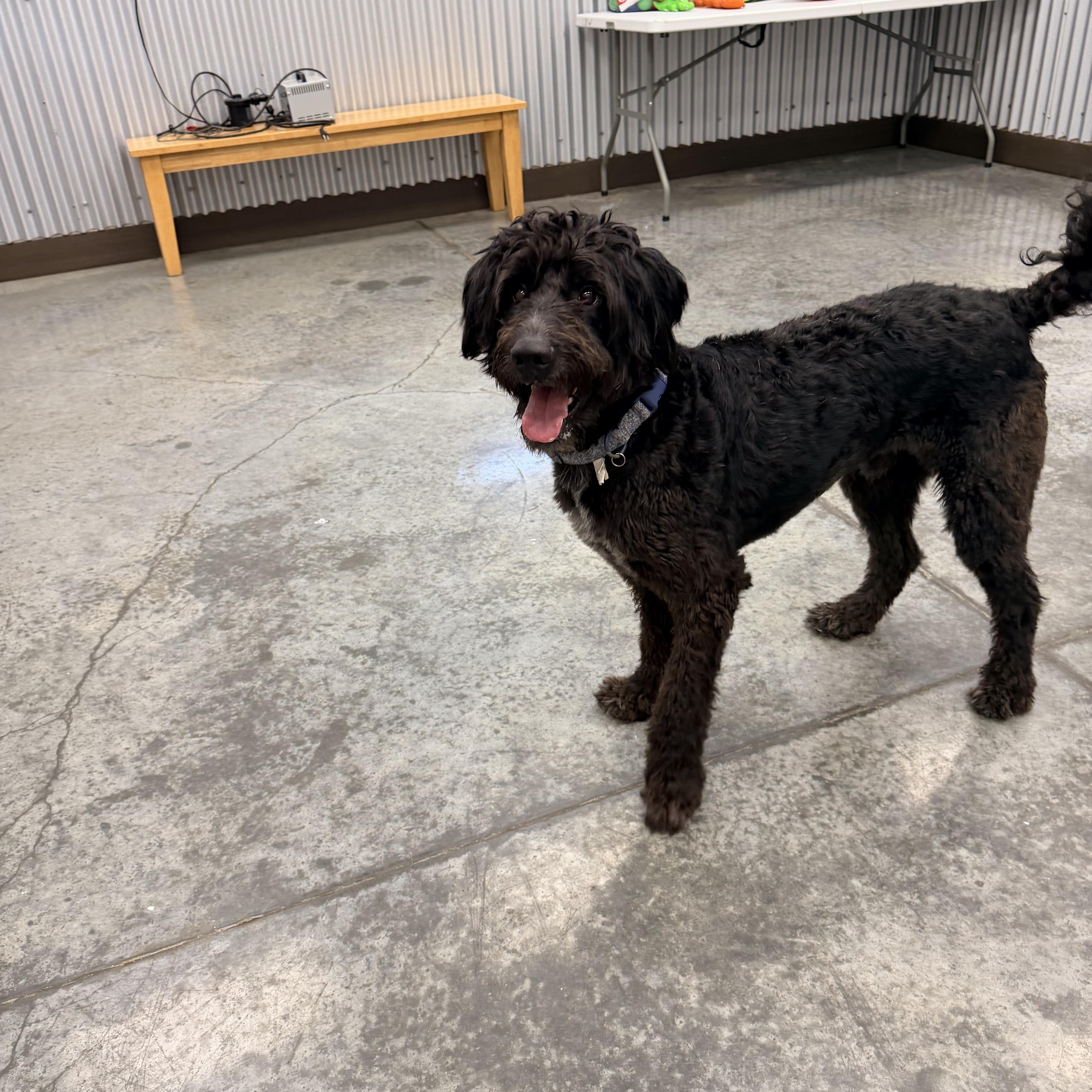 Enzo, an adopted Labradoodle in Baker, LA image 2/6