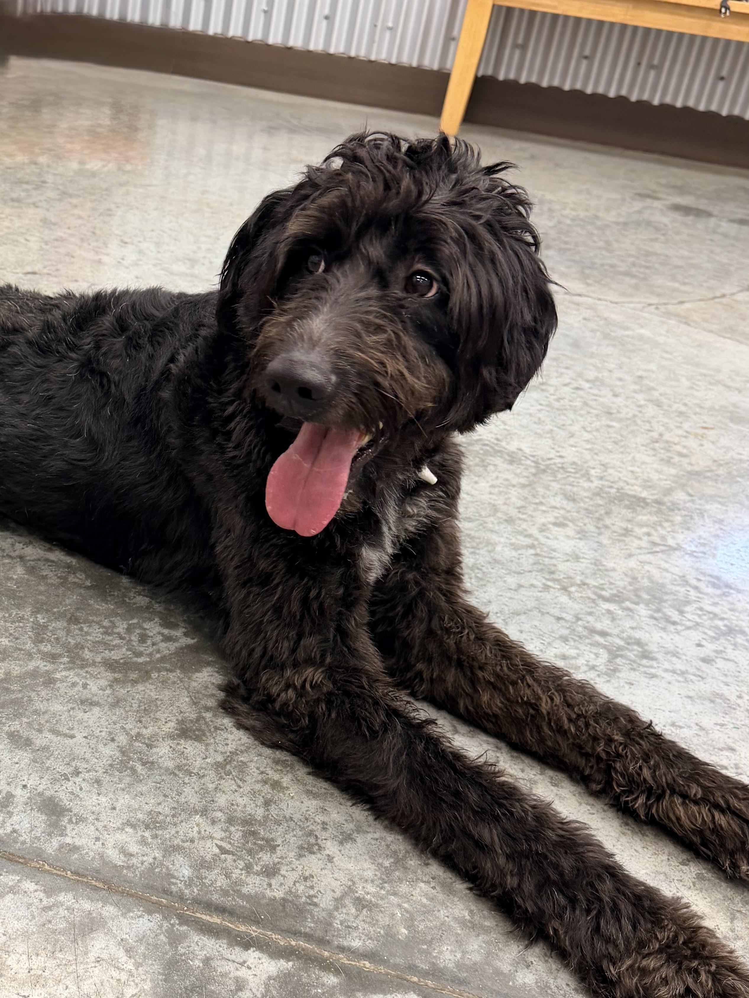 Enzo, an adopted Labradoodle in Baker, LA image 4/6