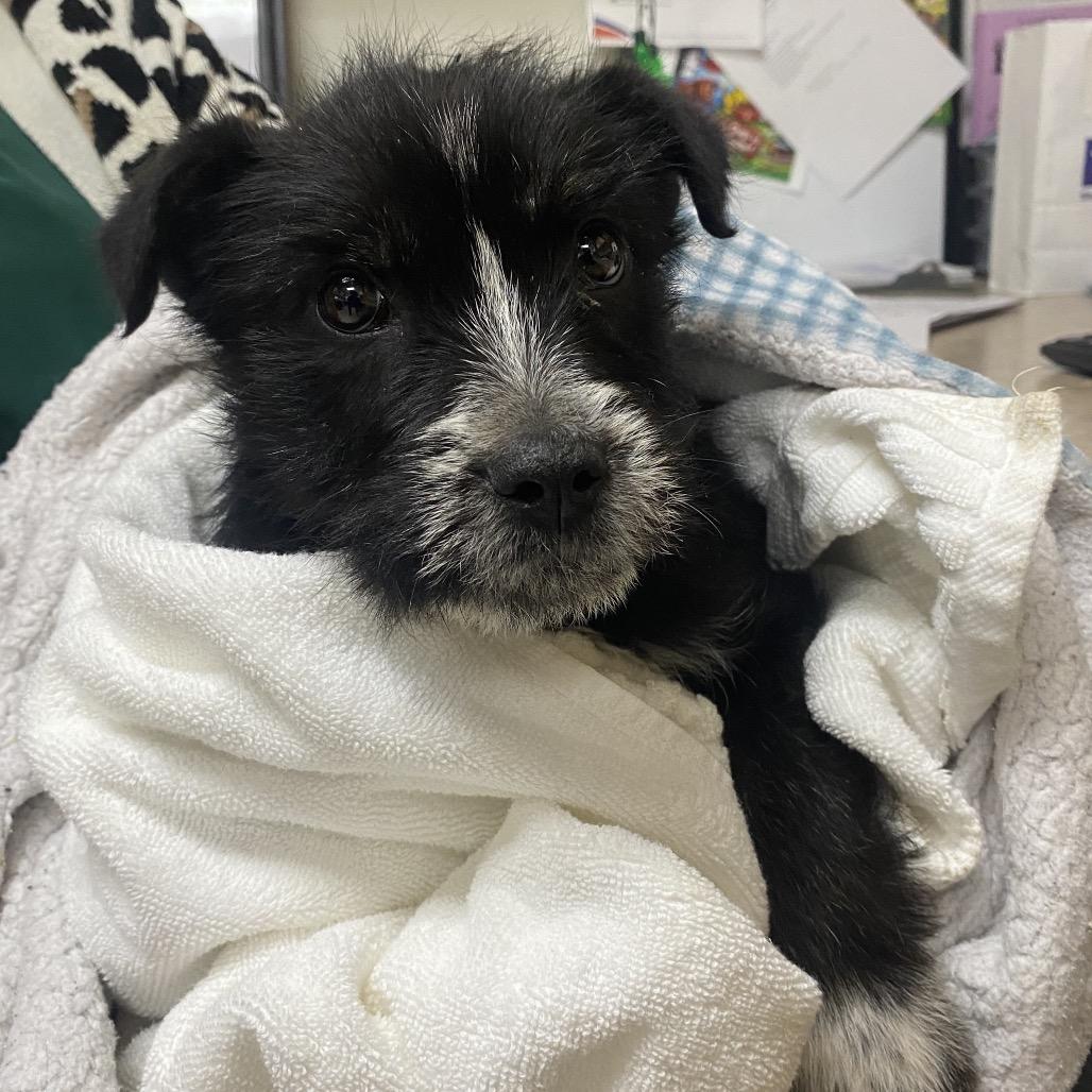 Enlarge Remi, an adopted Terrier in Orangeburg, SC image 1/1