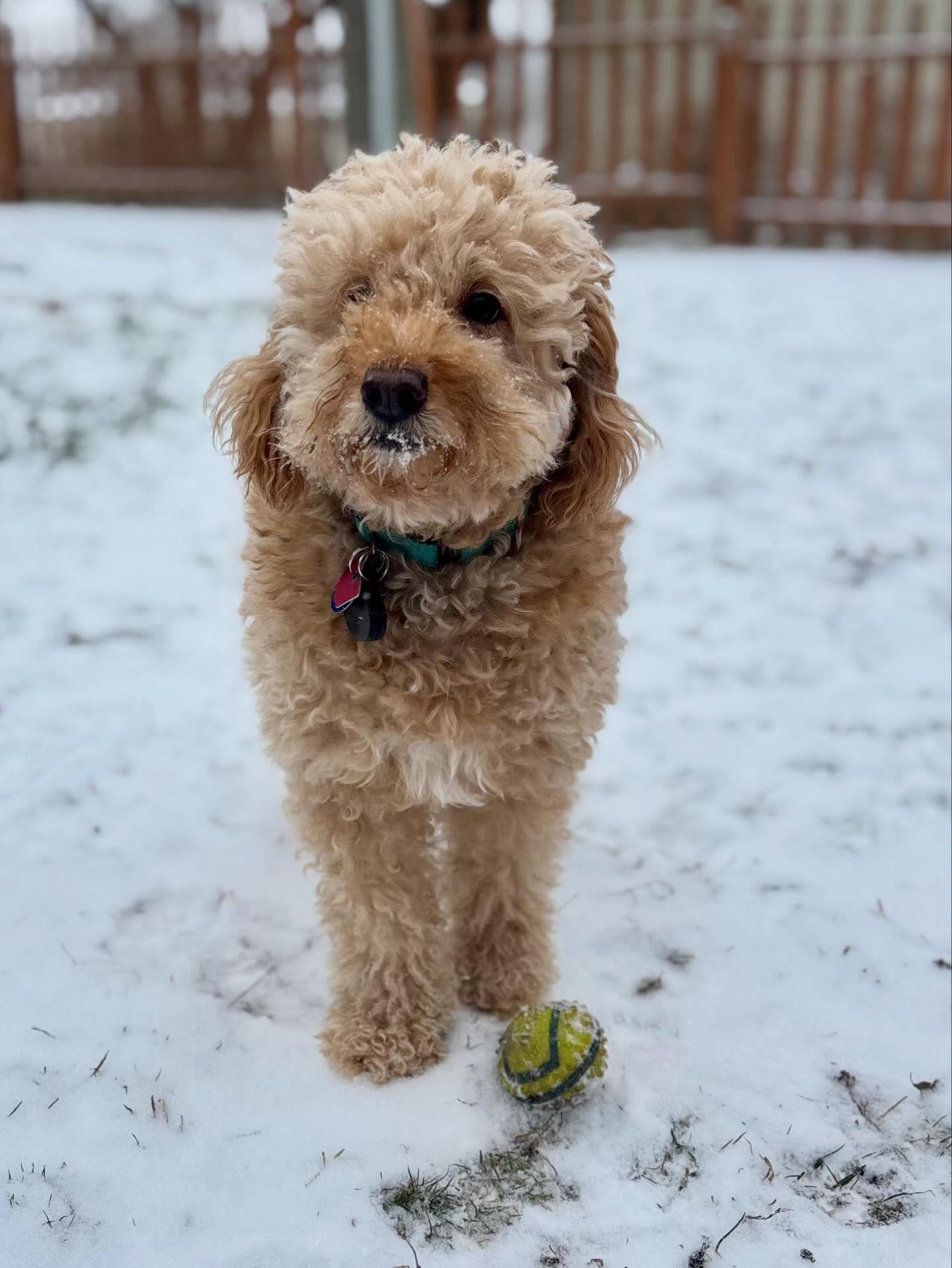 Emmett, a hold mixed breed in Powell, OH image 4/5