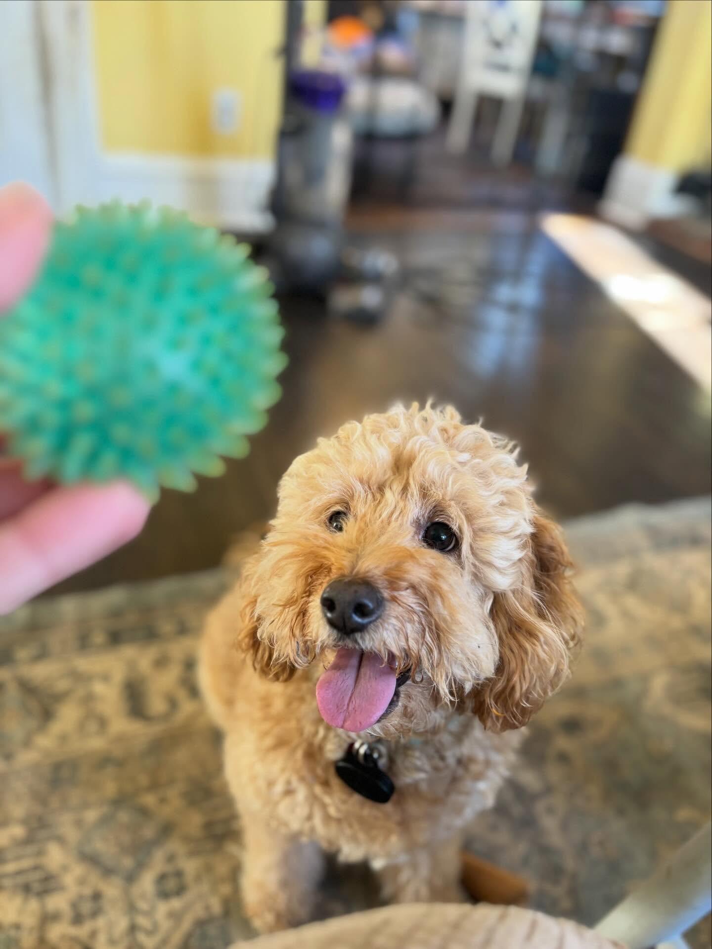 Emmett, a hold mixed breed in Powell, OH image 3/5