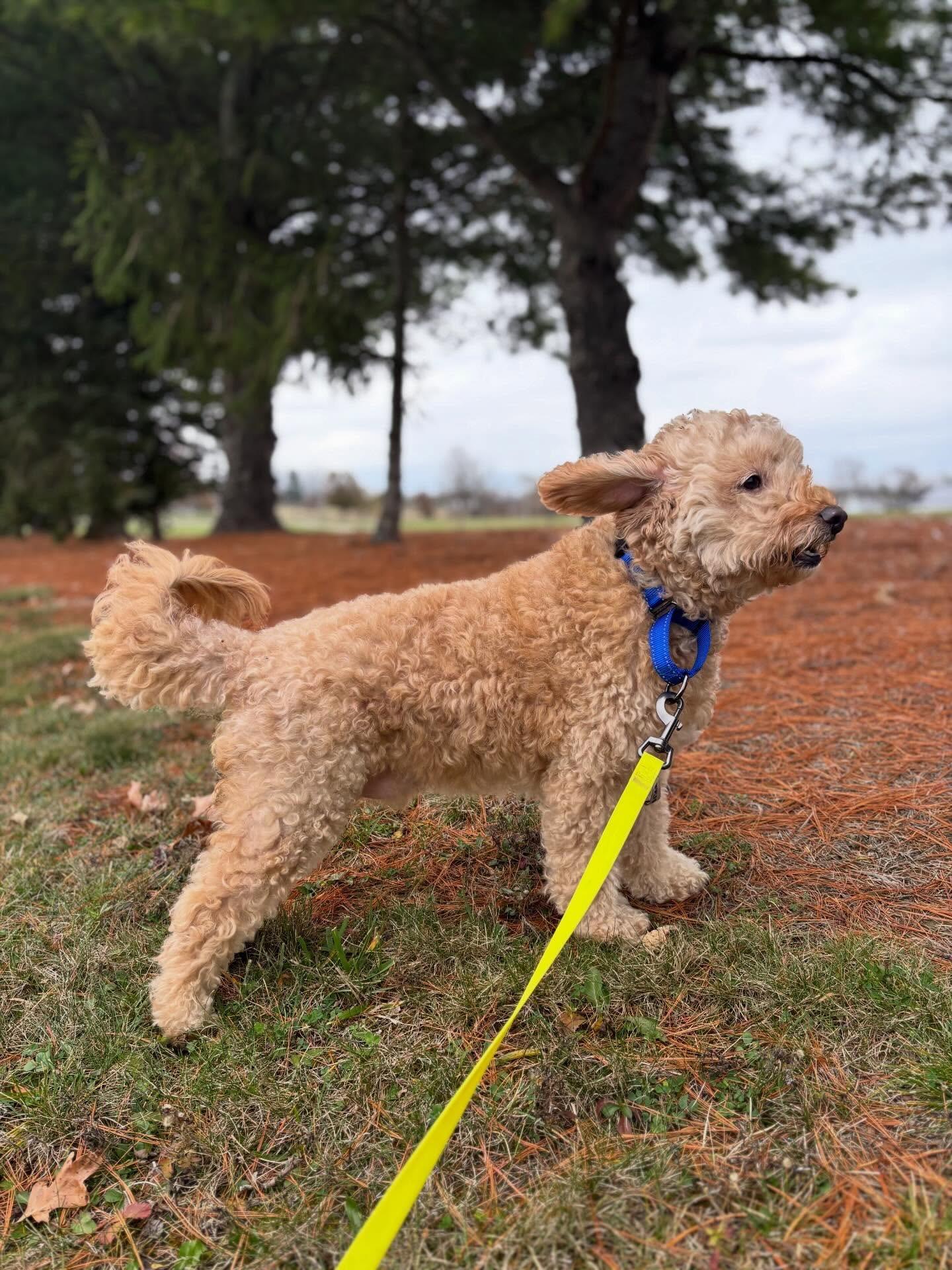 Emmett, a hold mixed breed in Powell, OH image 5/5