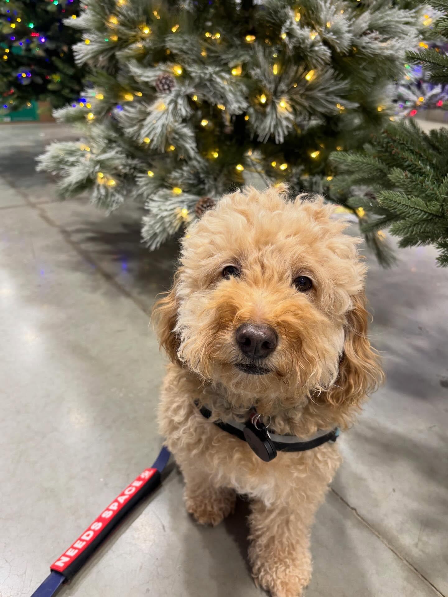 Emmett, ADOPTABLE, Adult Male Goldendoodle.