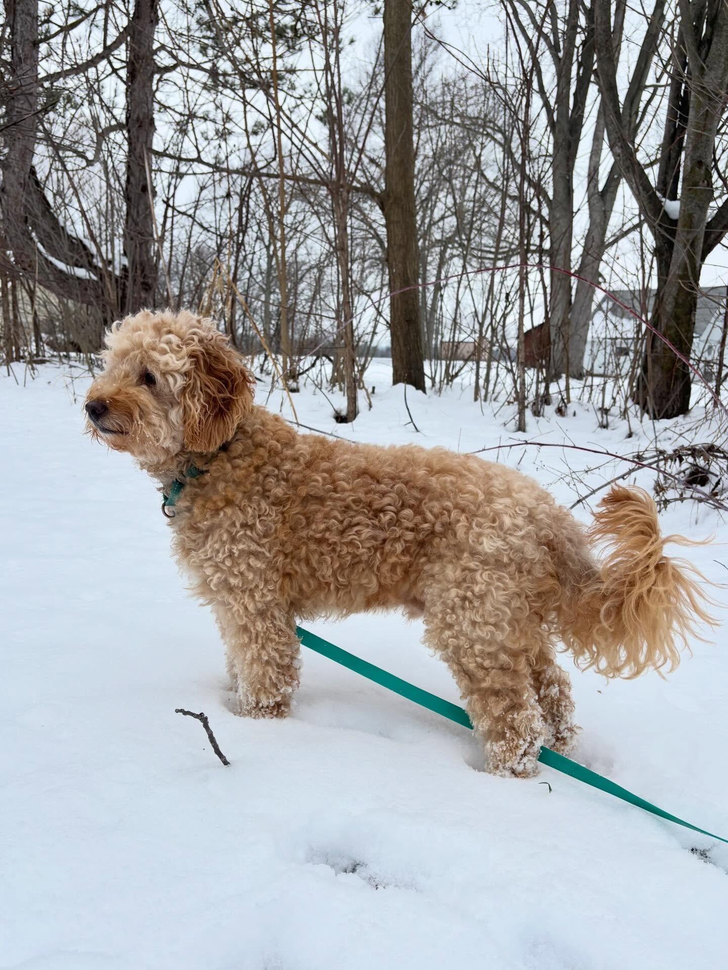 Emmett, a hold mixed breed in Powell, OH image 2/5