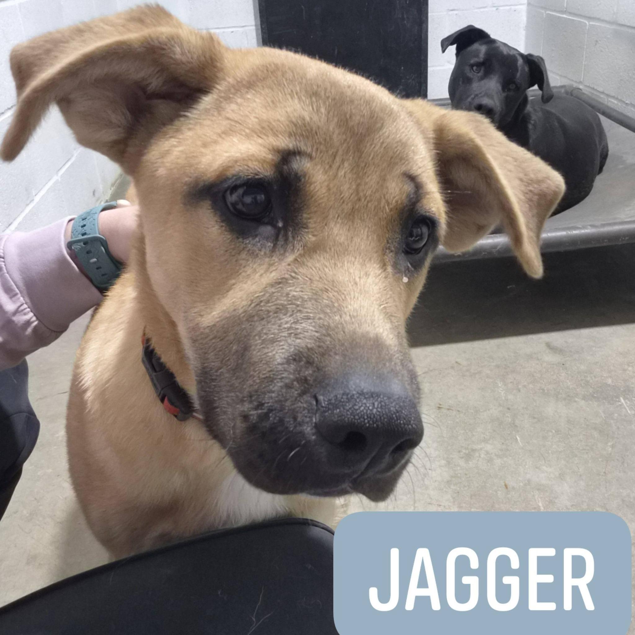 Jagger, ADOPTABLE, Young Male German Shepherd Dog.