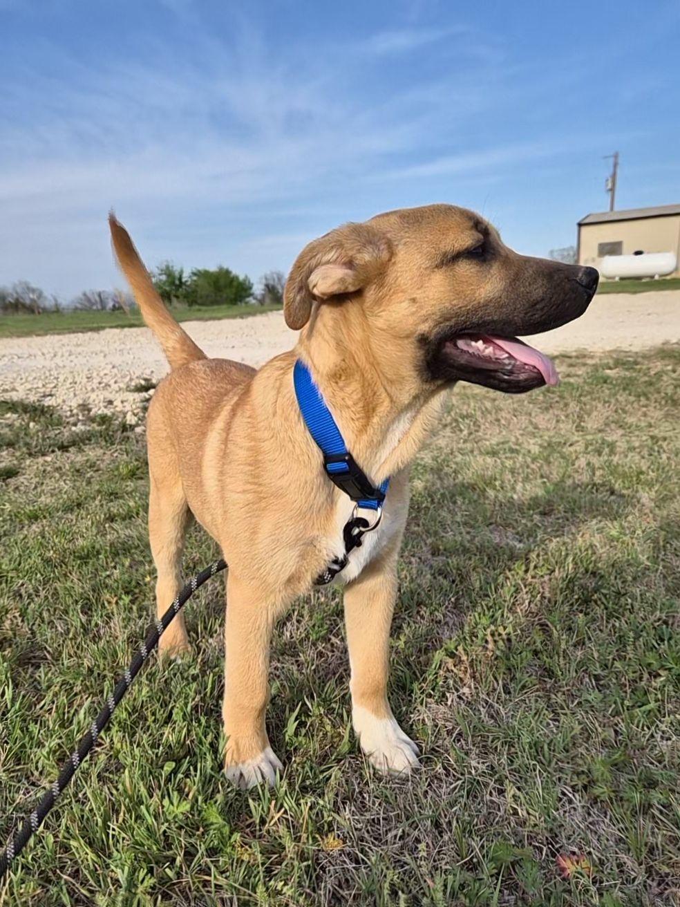 Enlarge Jagger, a ADOPTABLE mixed breed in Bowie, TX image 1/2